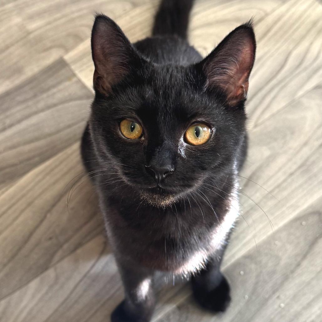 Holly, a Adoptable Domestic Short Hair in Chapel Hill, NC image 3/4