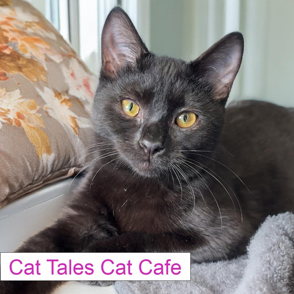 Holly, a Adoptable Domestic Short Hair in Chapel Hill, NC image 4/4