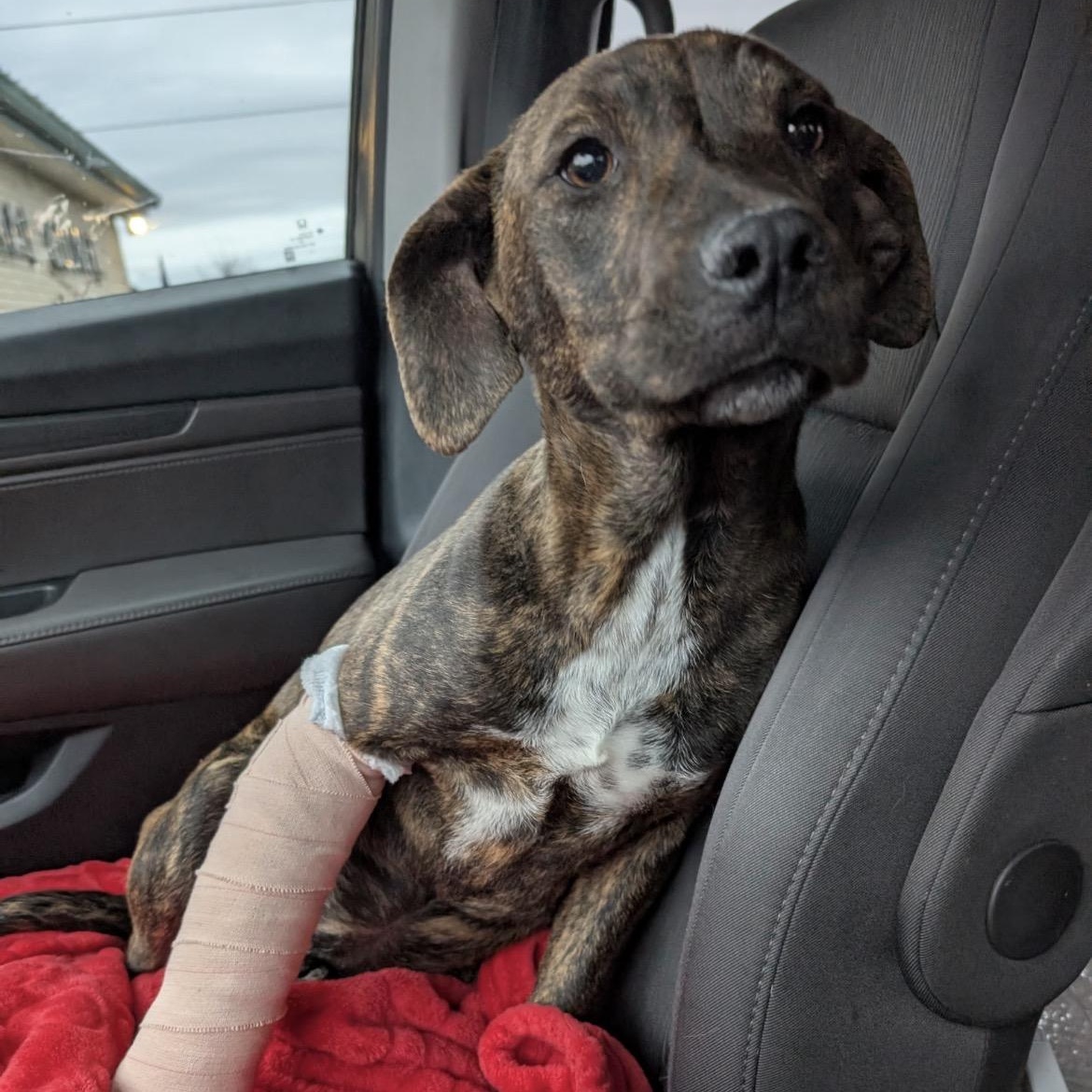 Maeve, ADOPTABLE, Puppy Female Mixed Breed.