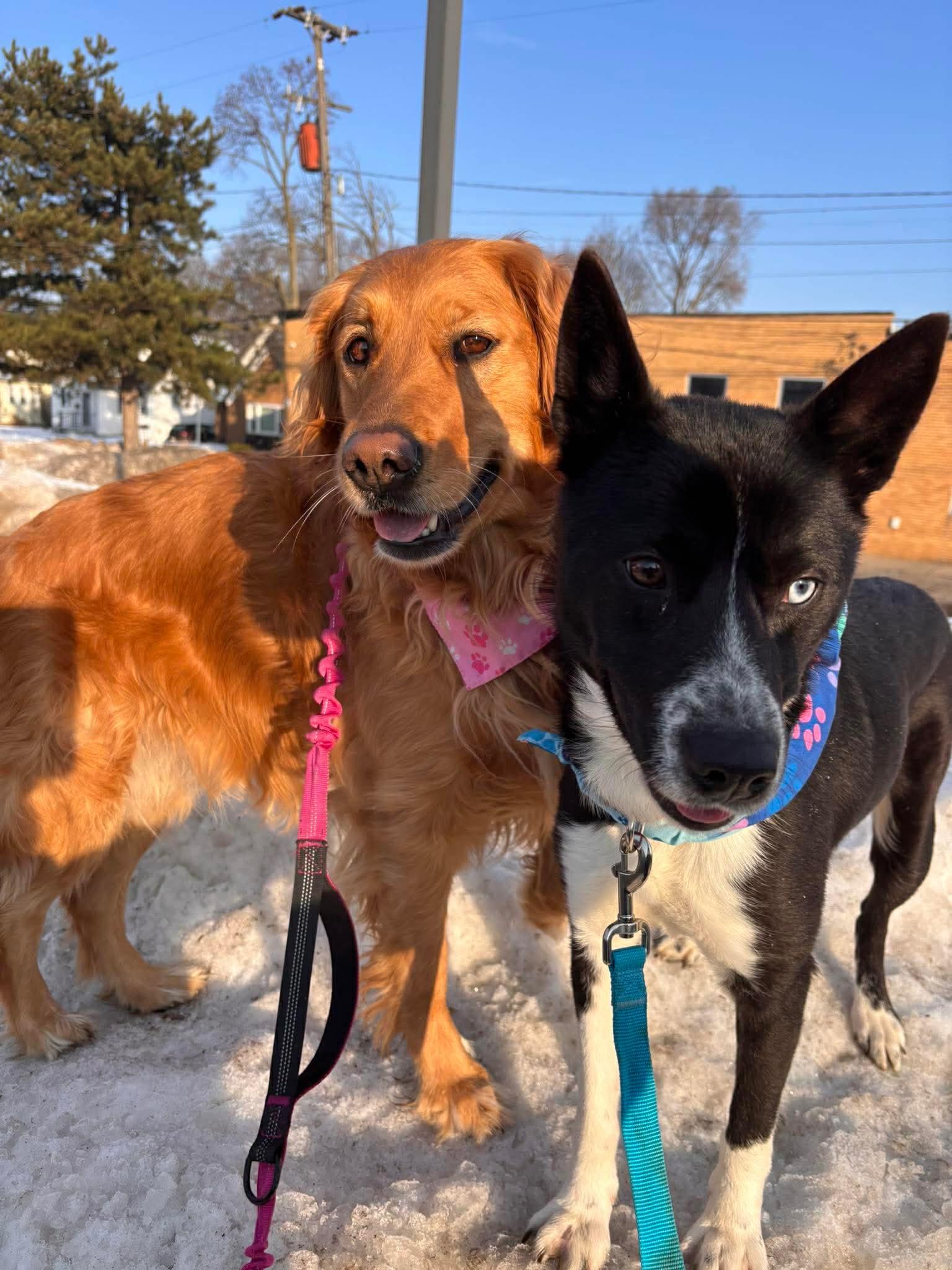 Enlarge Ski Blue, a ADOPTABLE mixed breed in Grand Haven, MI image 3/6