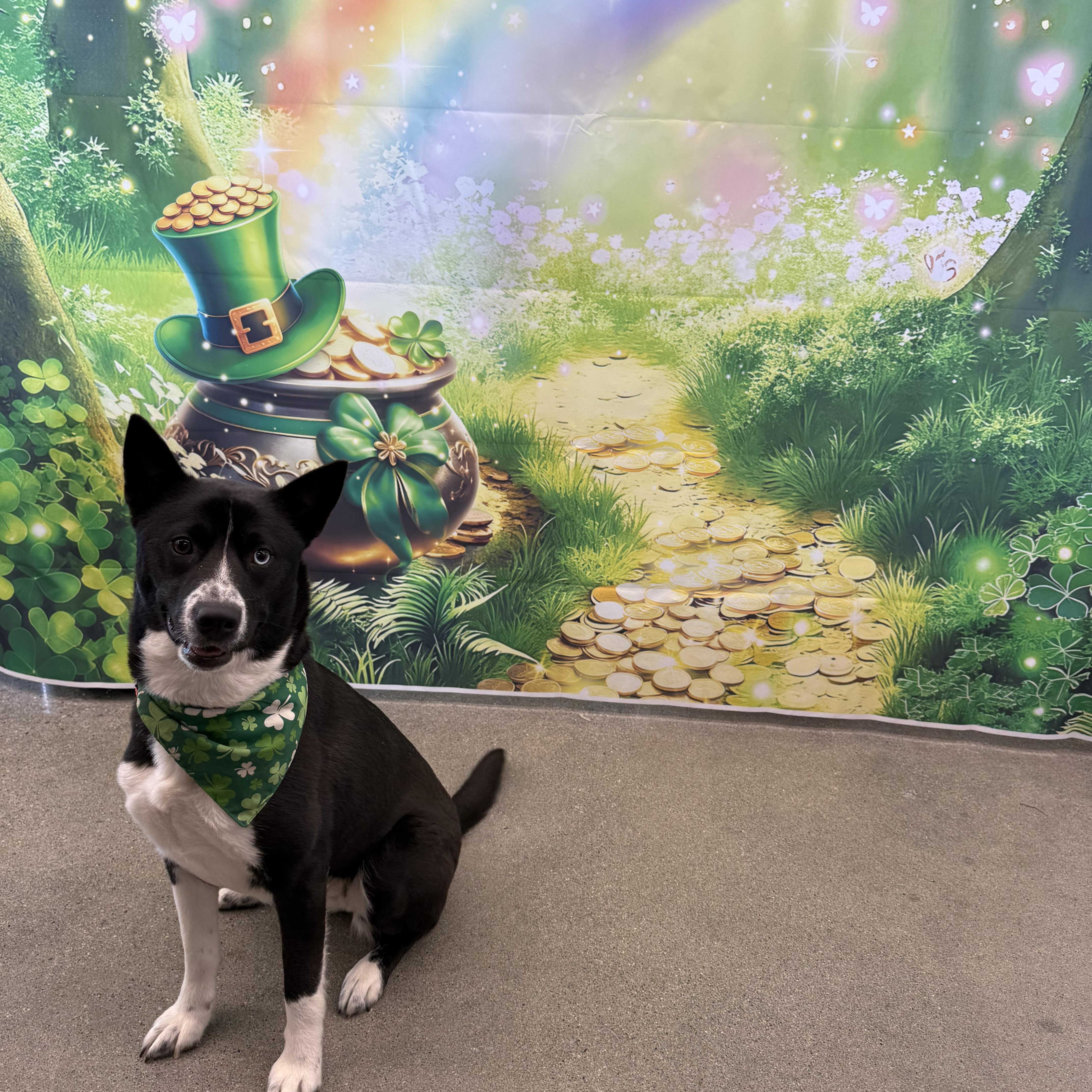 Enlarge Ski Blue, a ADOPTABLE mixed breed in Grand Haven, MI image 4/6