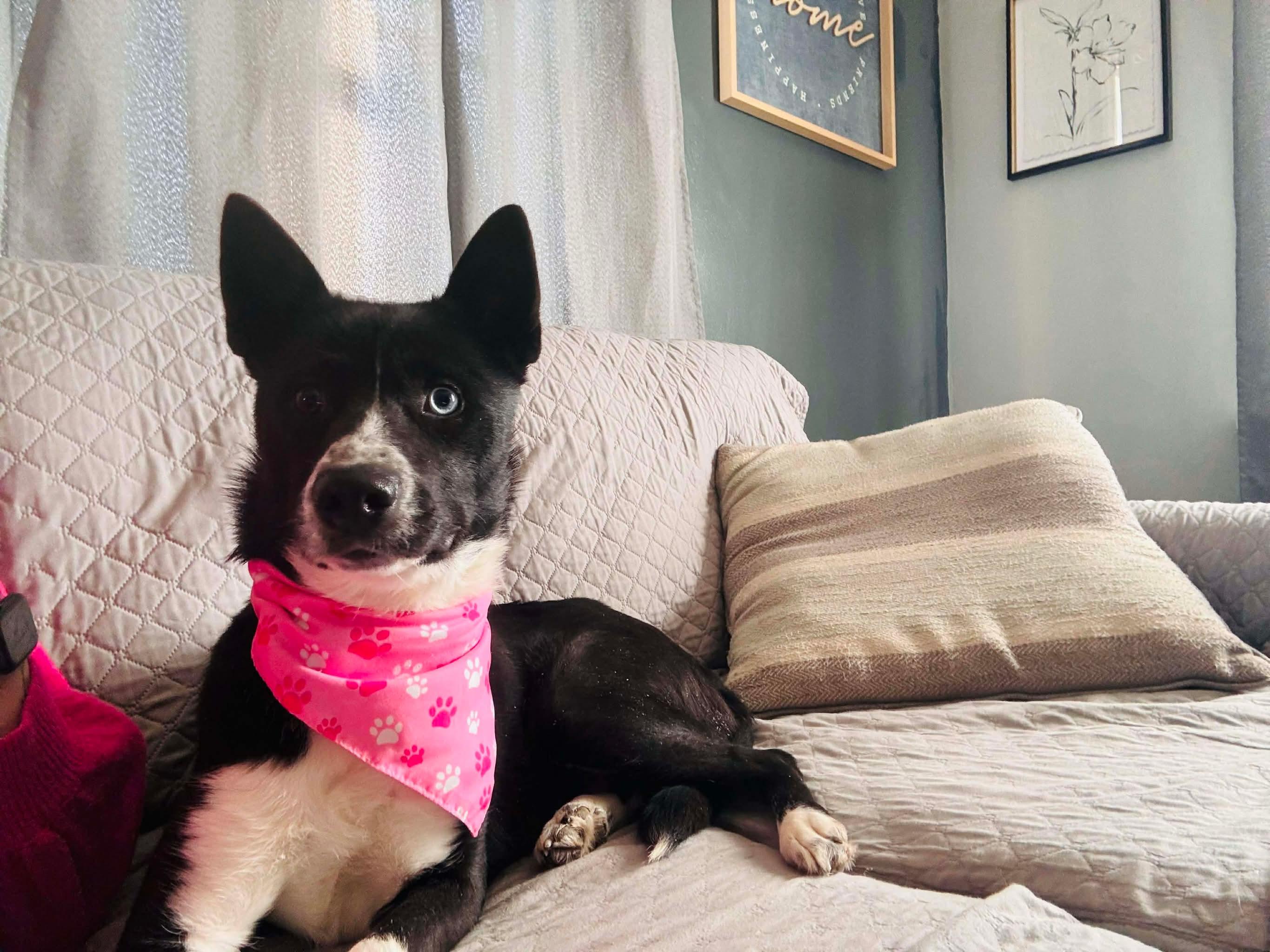 Enlarge Ski Blue, a ADOPTABLE mixed breed in Grand Haven, MI image 2/6