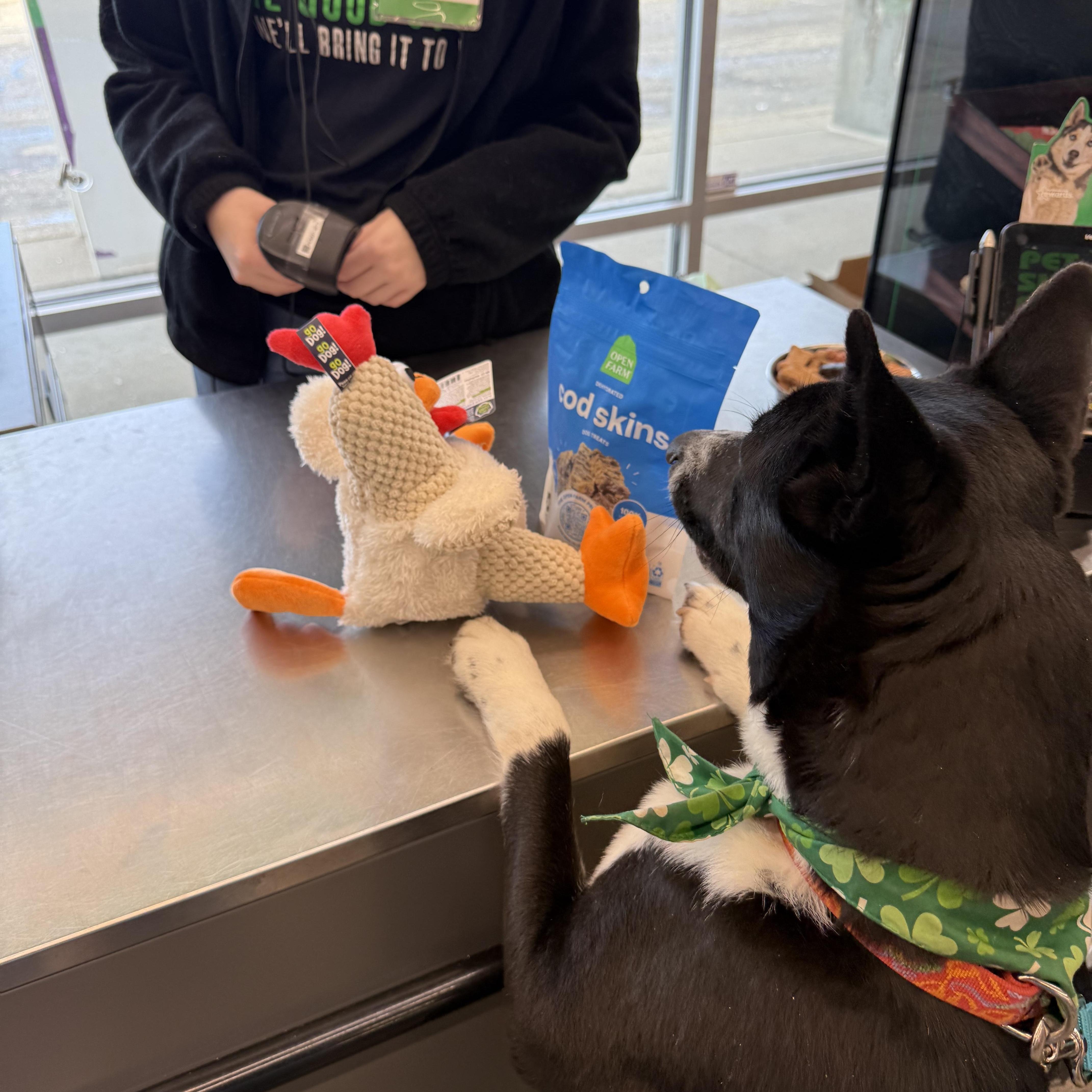 Enlarge Ski Blue, a ADOPTABLE mixed breed in Grand Haven, MI image 6/6