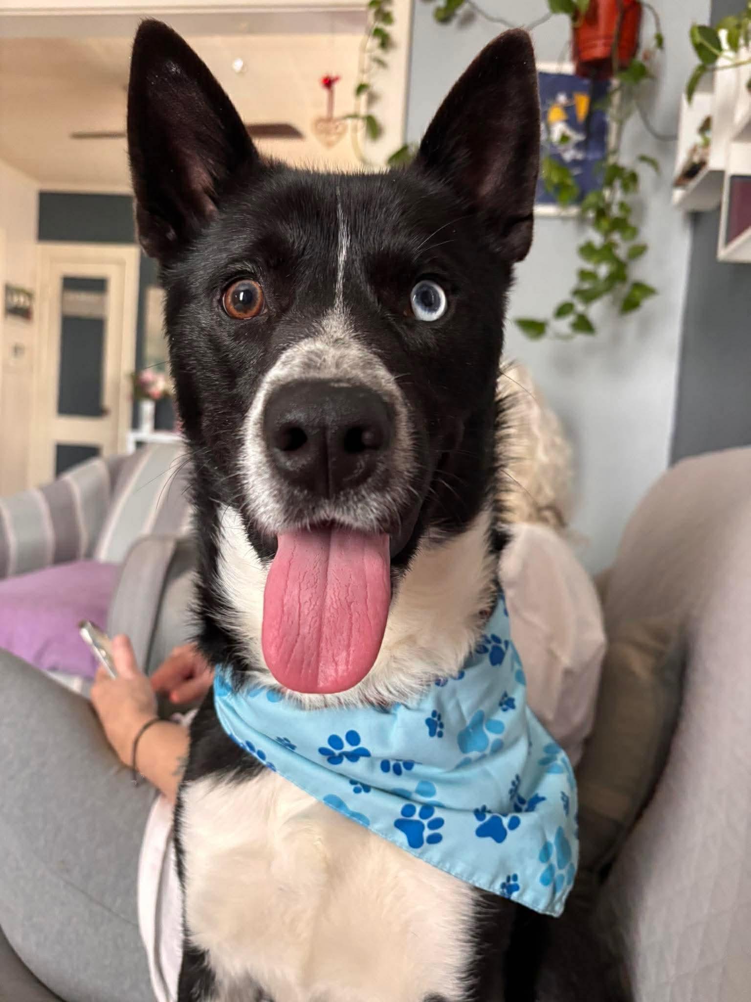 Ski Blue, ADOPTABLE, Adult Female Husky.