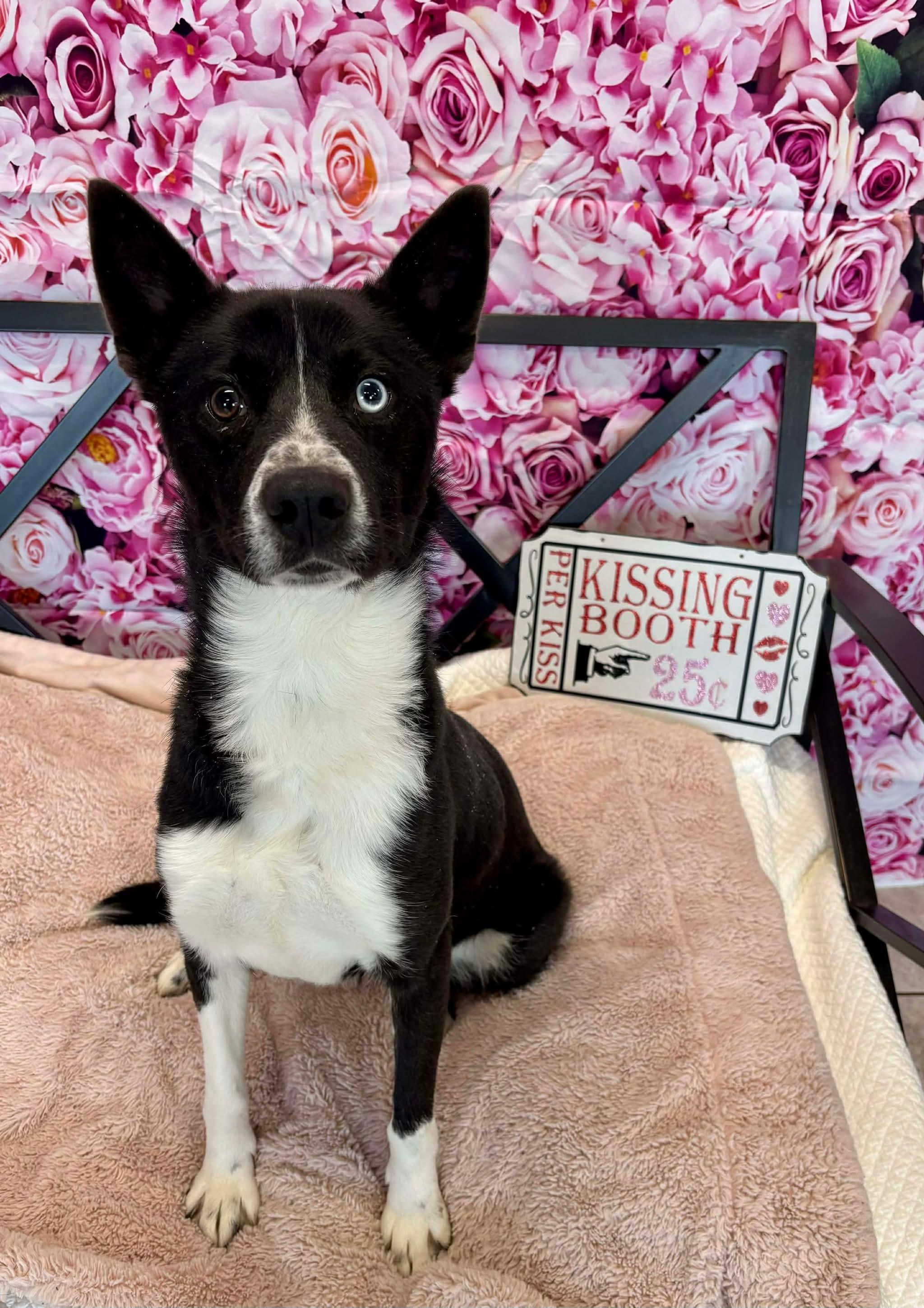 Enlarge Ski Blue, a ADOPTABLE mixed breed in Grand Haven, MI image 5/6