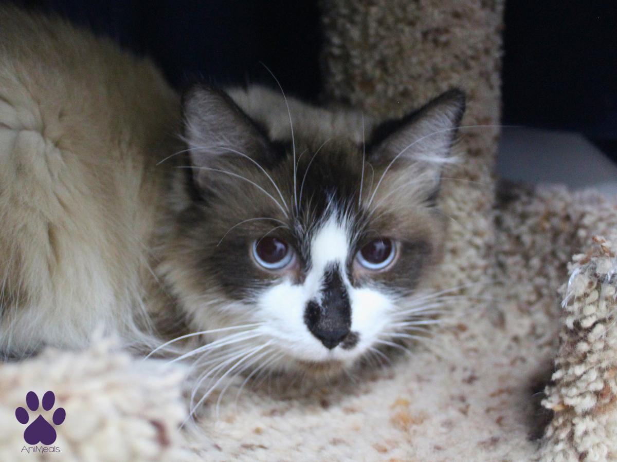 Enlarge Siggi, a ADOPTABLE Siamese in Missoula, MT image 2/3