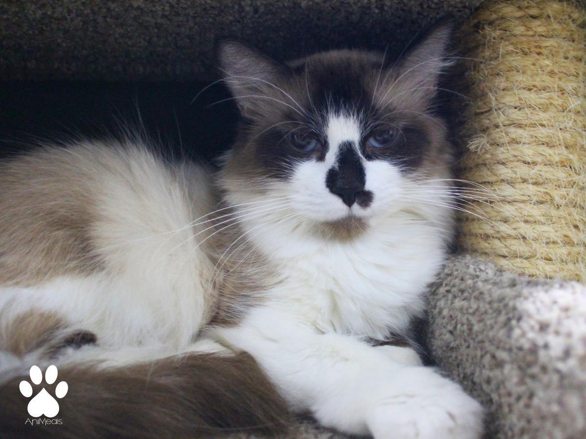 Siggi, ADOPTABLE, Adult Female Siamese.