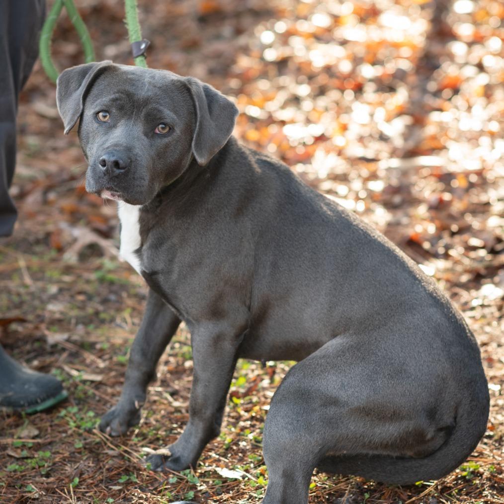 MARLA-30401, Adoptable, Adult Female Pit Bull Terrier.