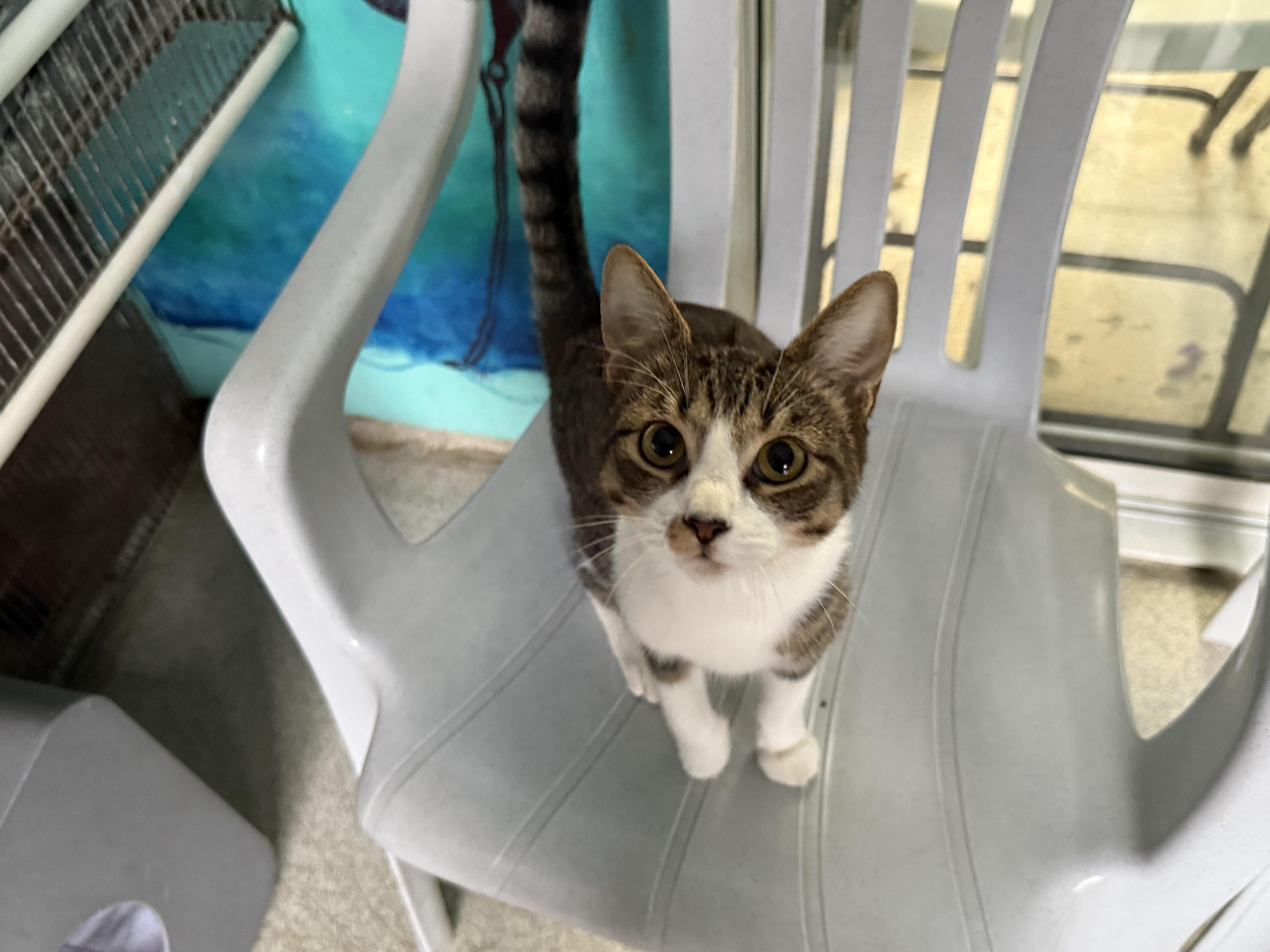 Enlarge Sweet Pea, a Adoptable Domestic Short Hair in Newport Beach, CA image 4/5