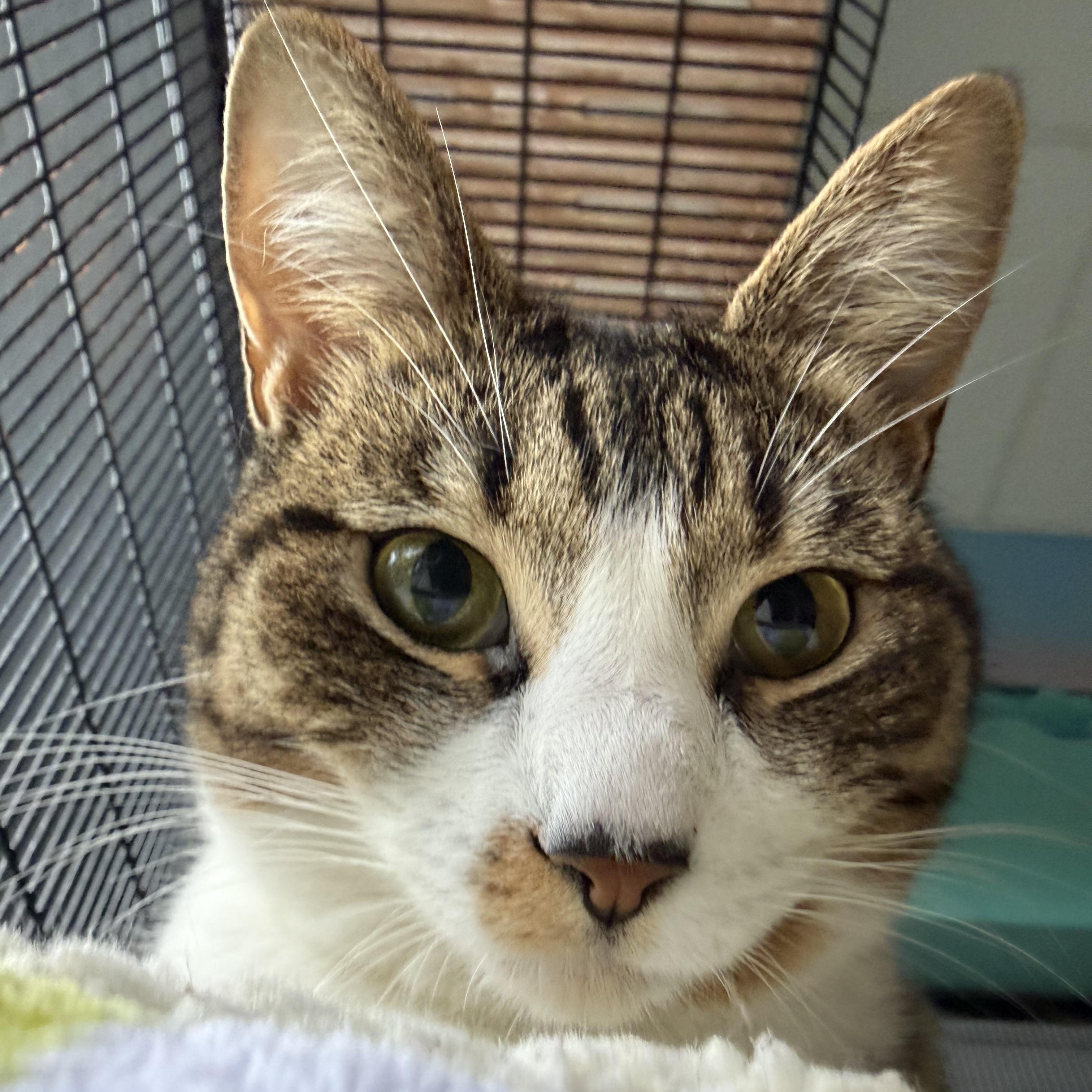 Enlarge Sweet Pea, a Adoptable Domestic Short Hair in Newport Beach, CA image 3/6