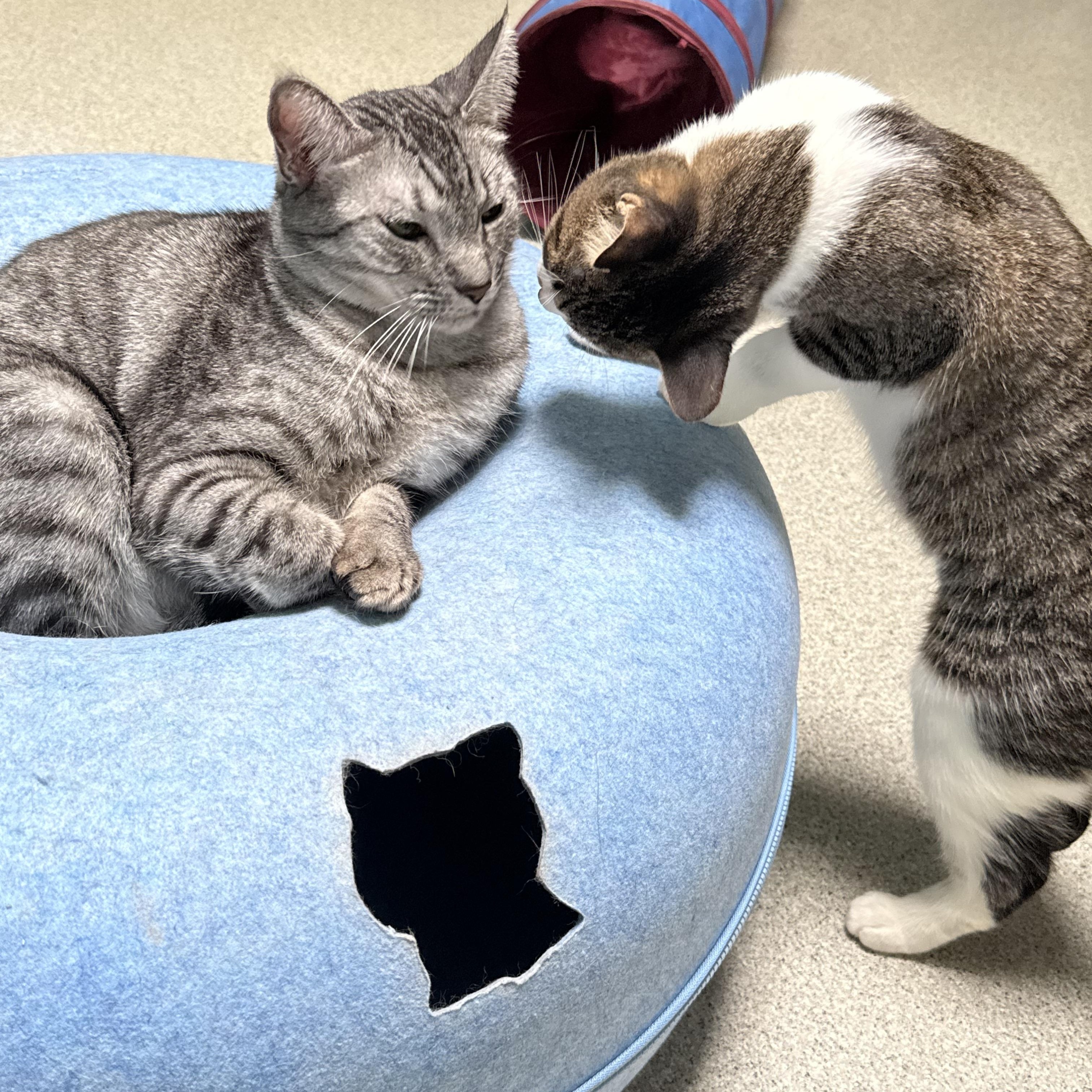 Enlarge Sweet Pea, a Adoptable Domestic Short Hair in Newport Beach, CA image 1/5