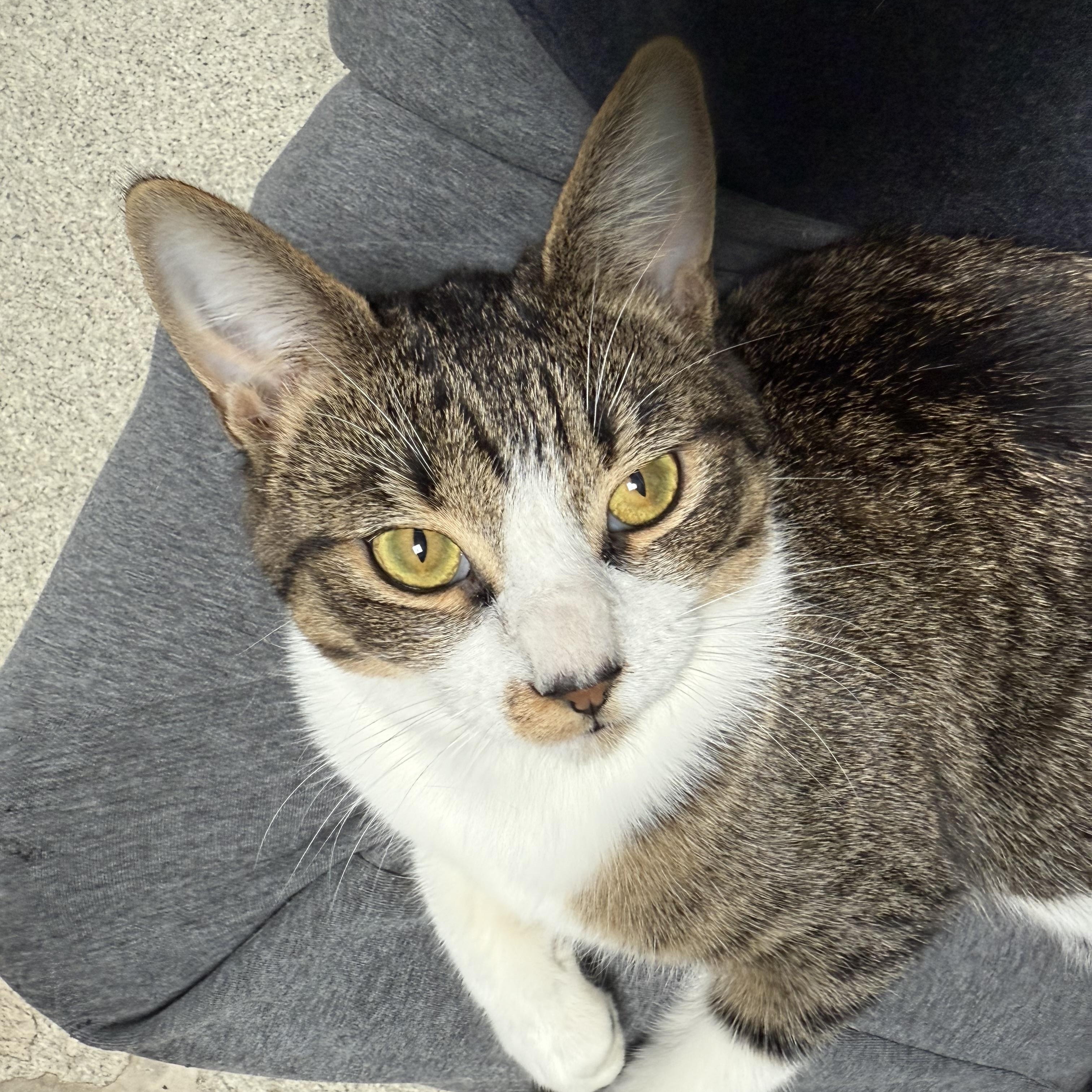 Enlarge Sweet Pea, a Adoptable Domestic Short Hair in Newport Beach, CA image 2/5