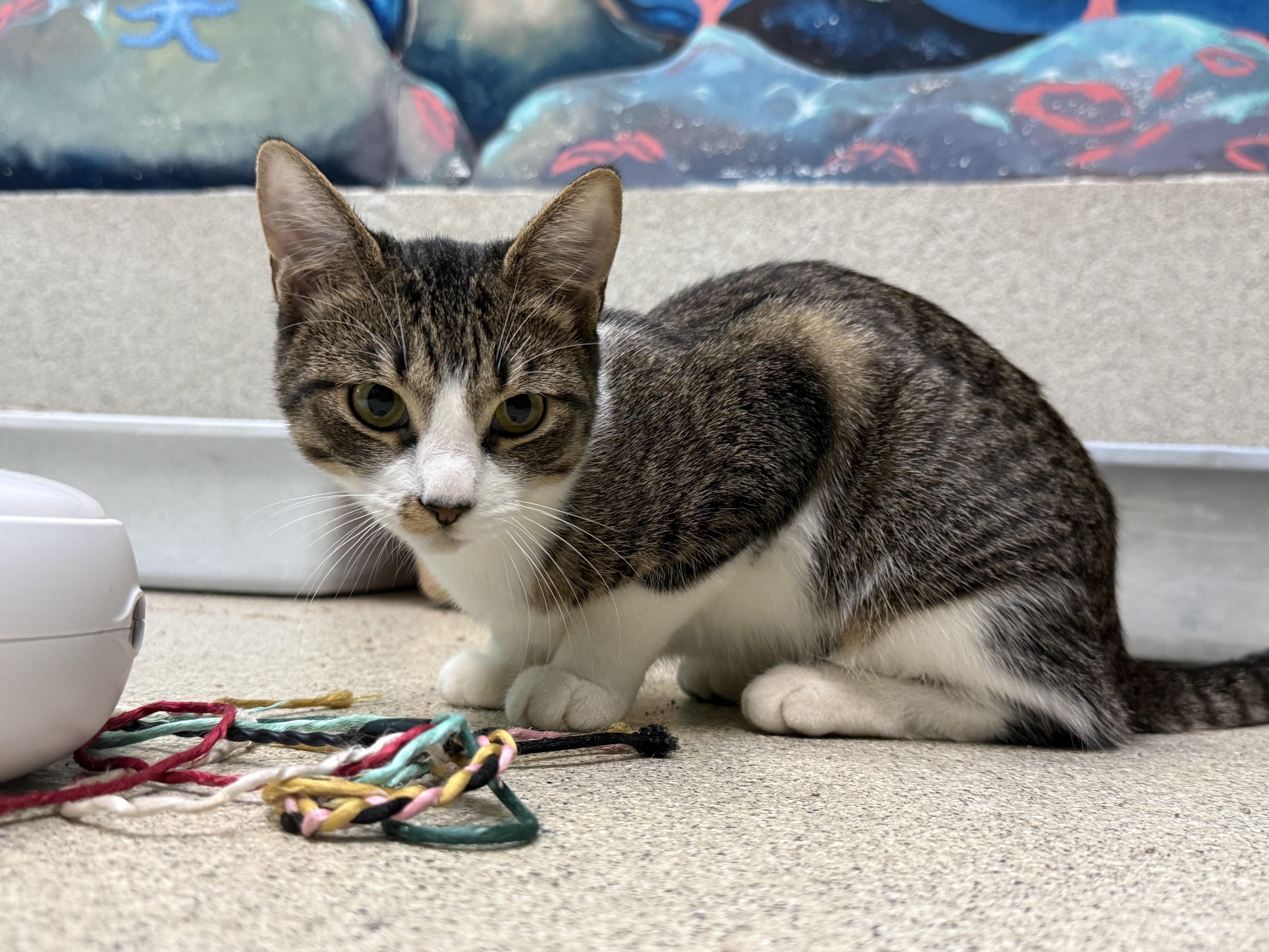 Enlarge Sweet Pea, a Adoptable Domestic Short Hair in Newport Beach, CA image 5/5