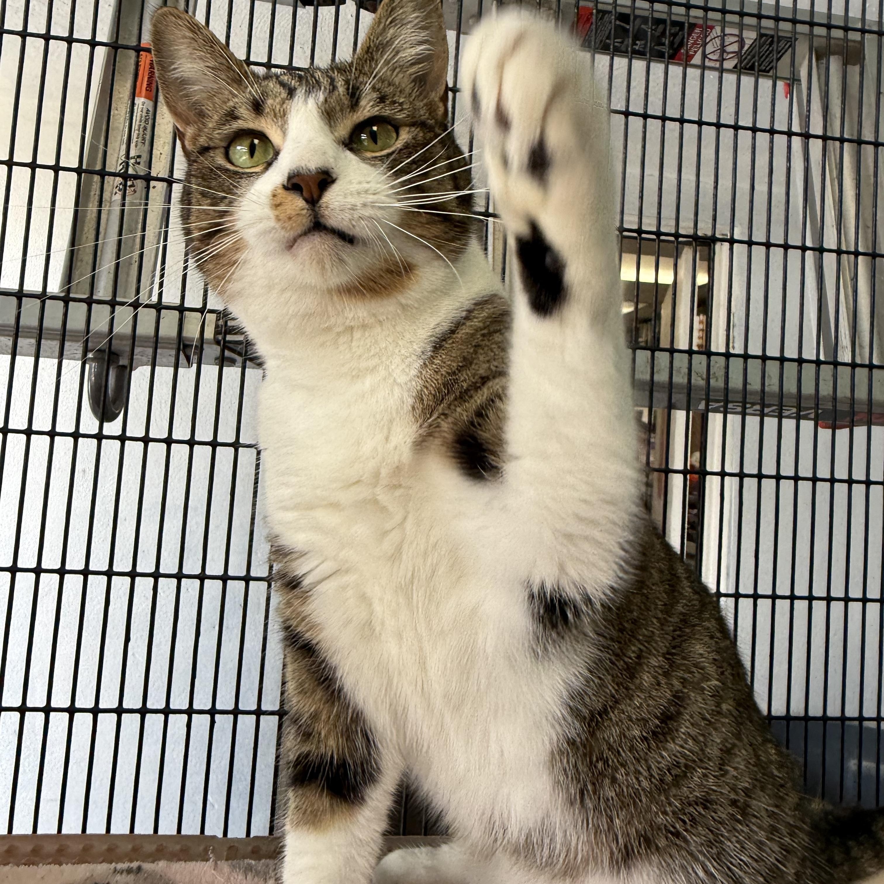 Sweet Pea, Adoptable, Young Female Domestic Short Hair.