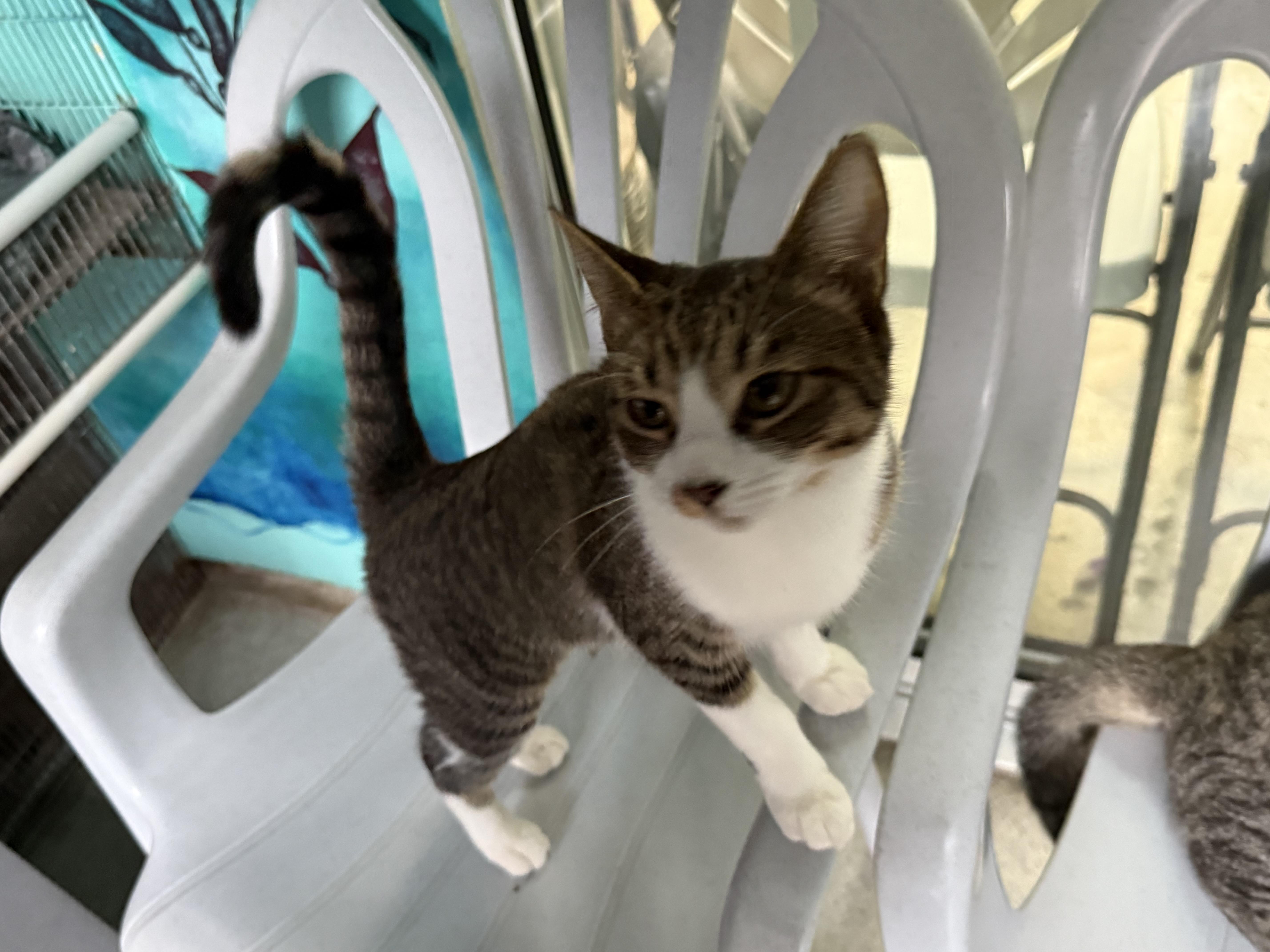 Sweet Pea, Adoptable, Kitten Female Domestic Short Hair.