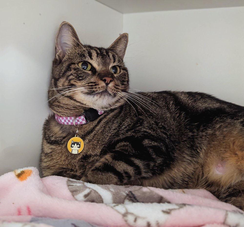 Prissy, a Adoptable mixed breed in Richland Hills, TX image 1/2