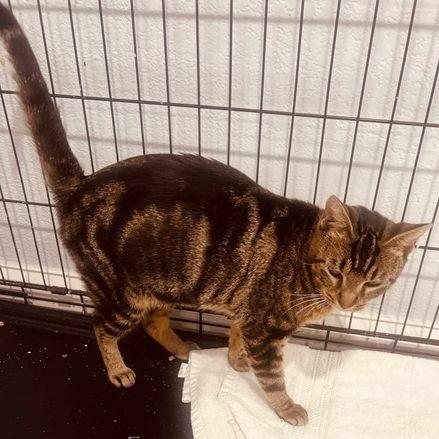 Prissy, a Adoptable mixed breed in Richland Hills, TX image 2/2