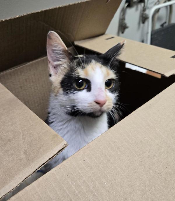 Mitzi, a Adoptable mixed breed in Winnipeg, MB image 2/2