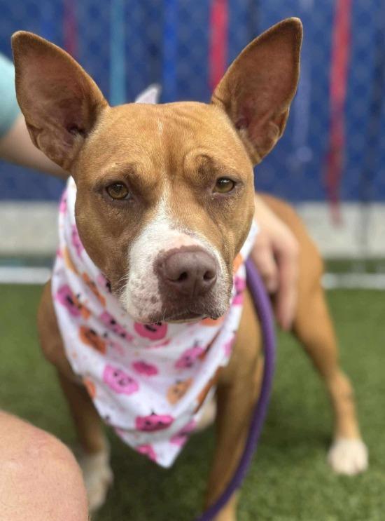 Showgirl, Adoptable, Adult Female Terrier.