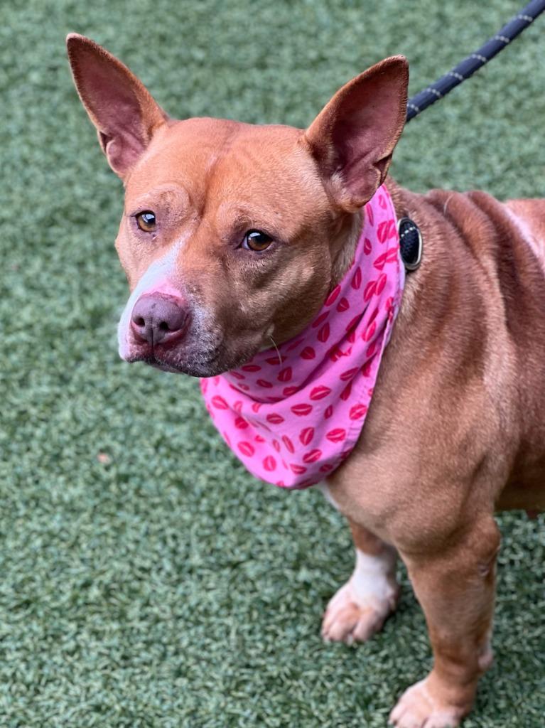 Showgirl, Adoptable, Adult Female Terrier.