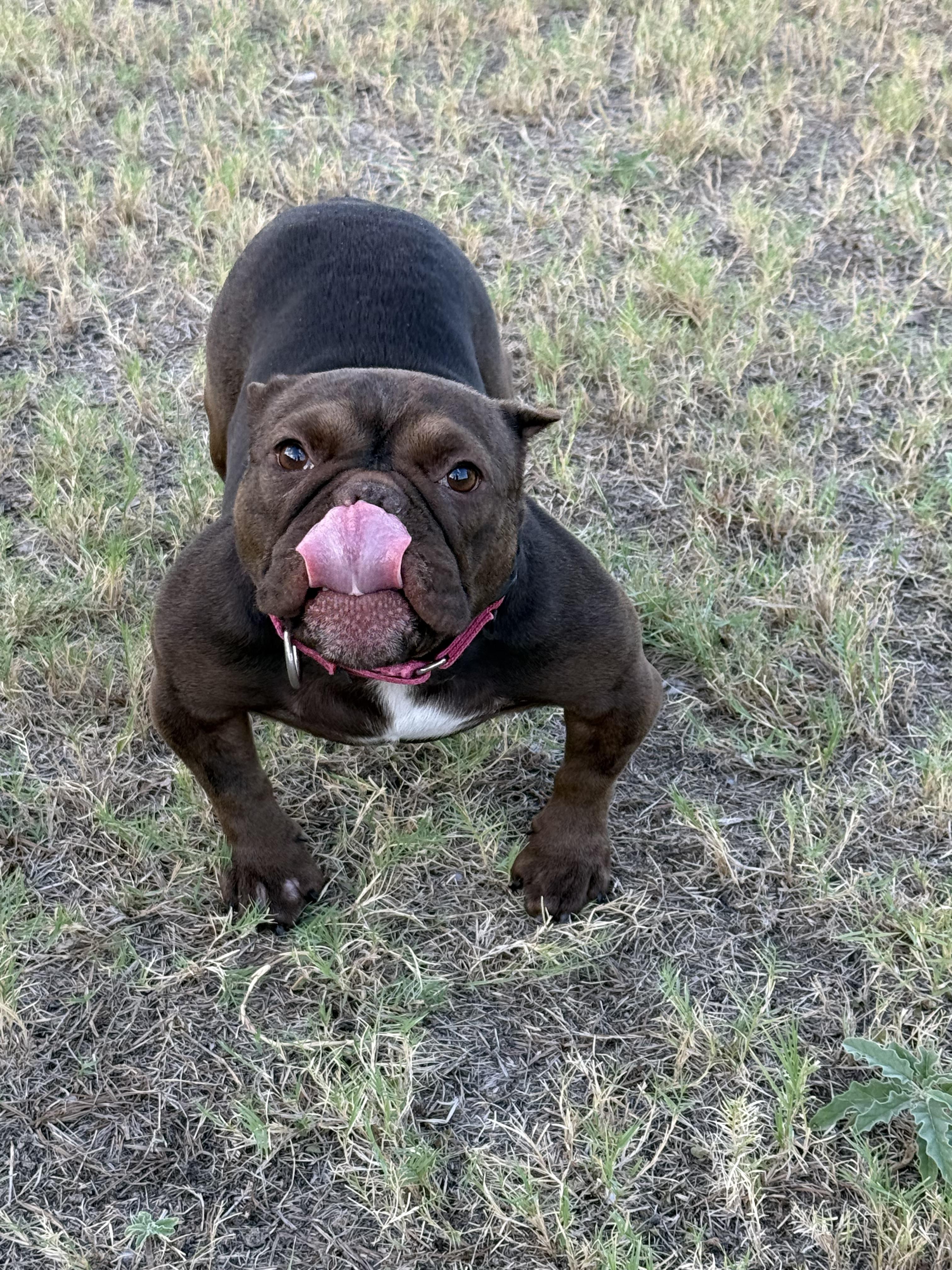 Truffle, Adoptable, Adult Female English Bulldog.