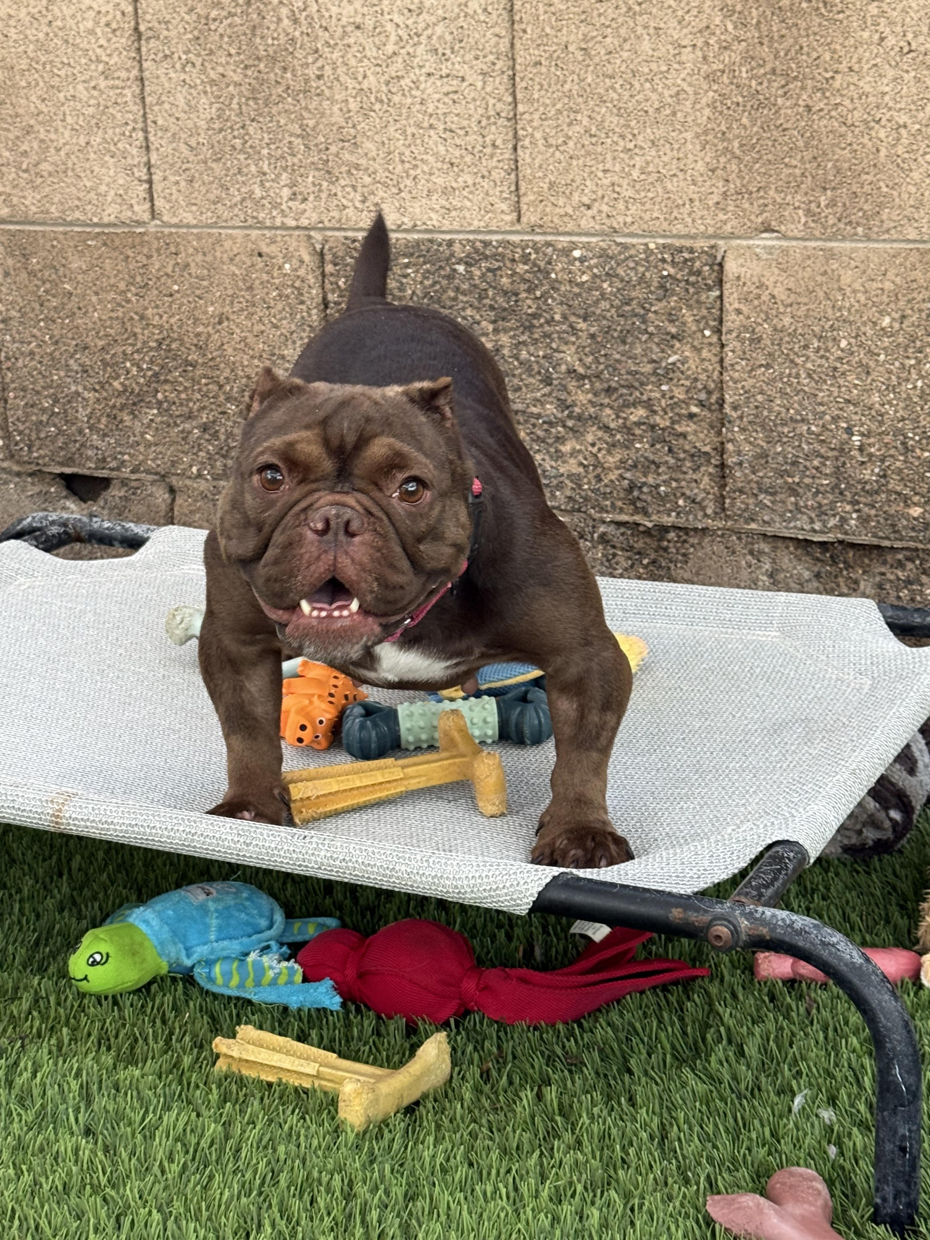 Enlarge Truffle, a Adoptable English Bulldog in Mesa, AZ image 2/6