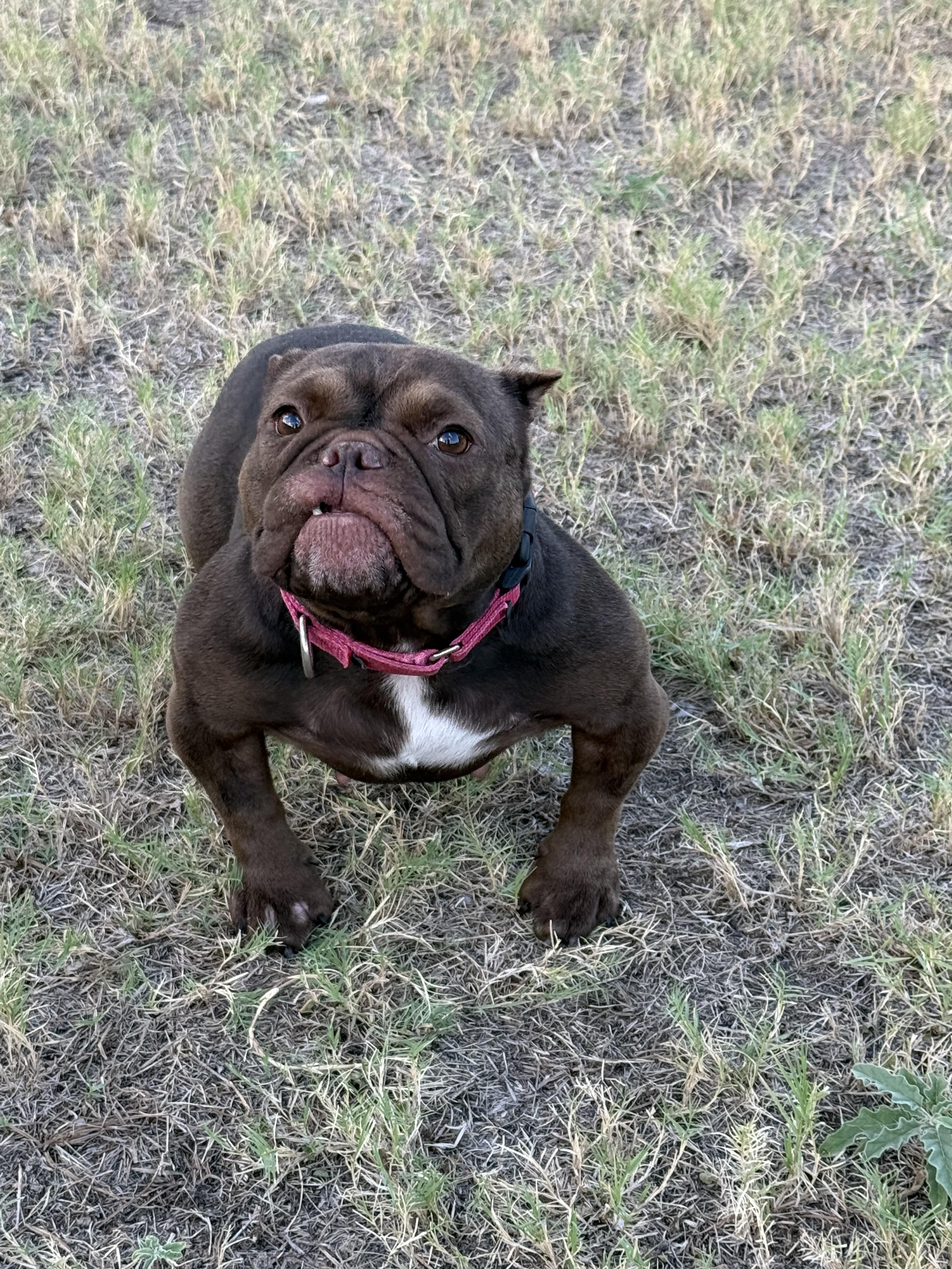 Enlarge Truffle, a Adoptable English Bulldog in Mesa, AZ image 3/6