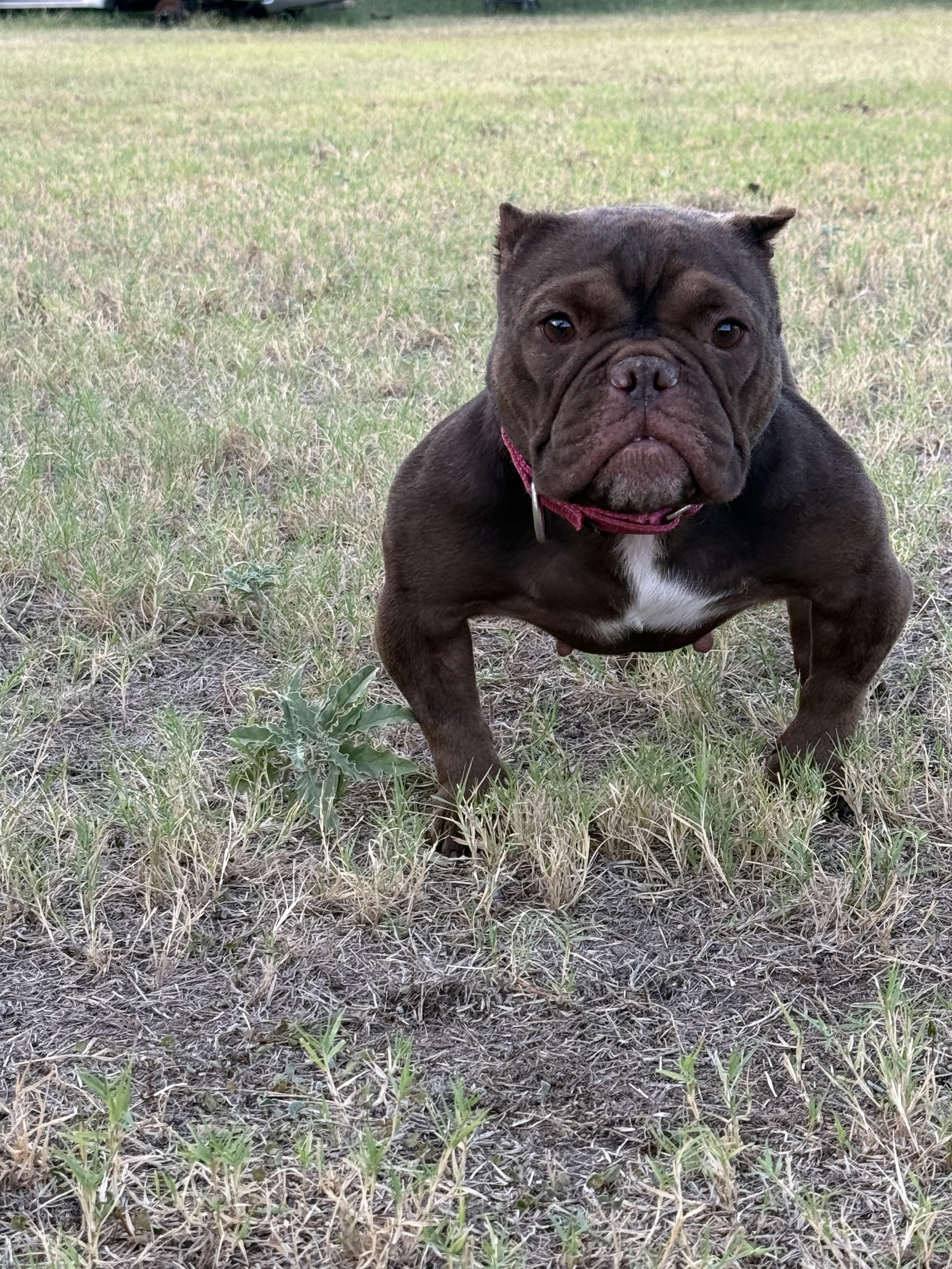 Enlarge Truffle, a Adoptable English Bulldog in Mesa, AZ image 4/6
