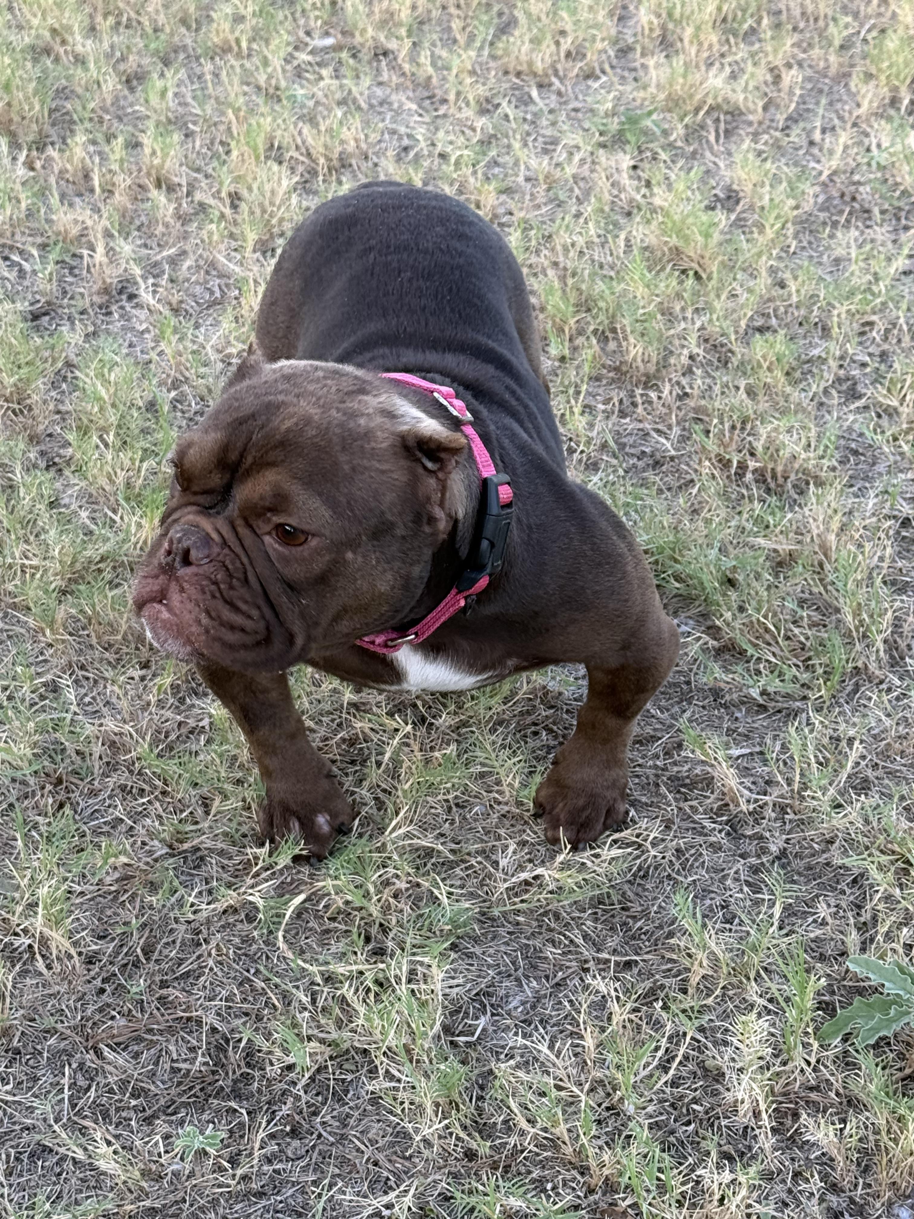 Enlarge Truffle, a Adoptable English Bulldog in Mesa, AZ image 5/6