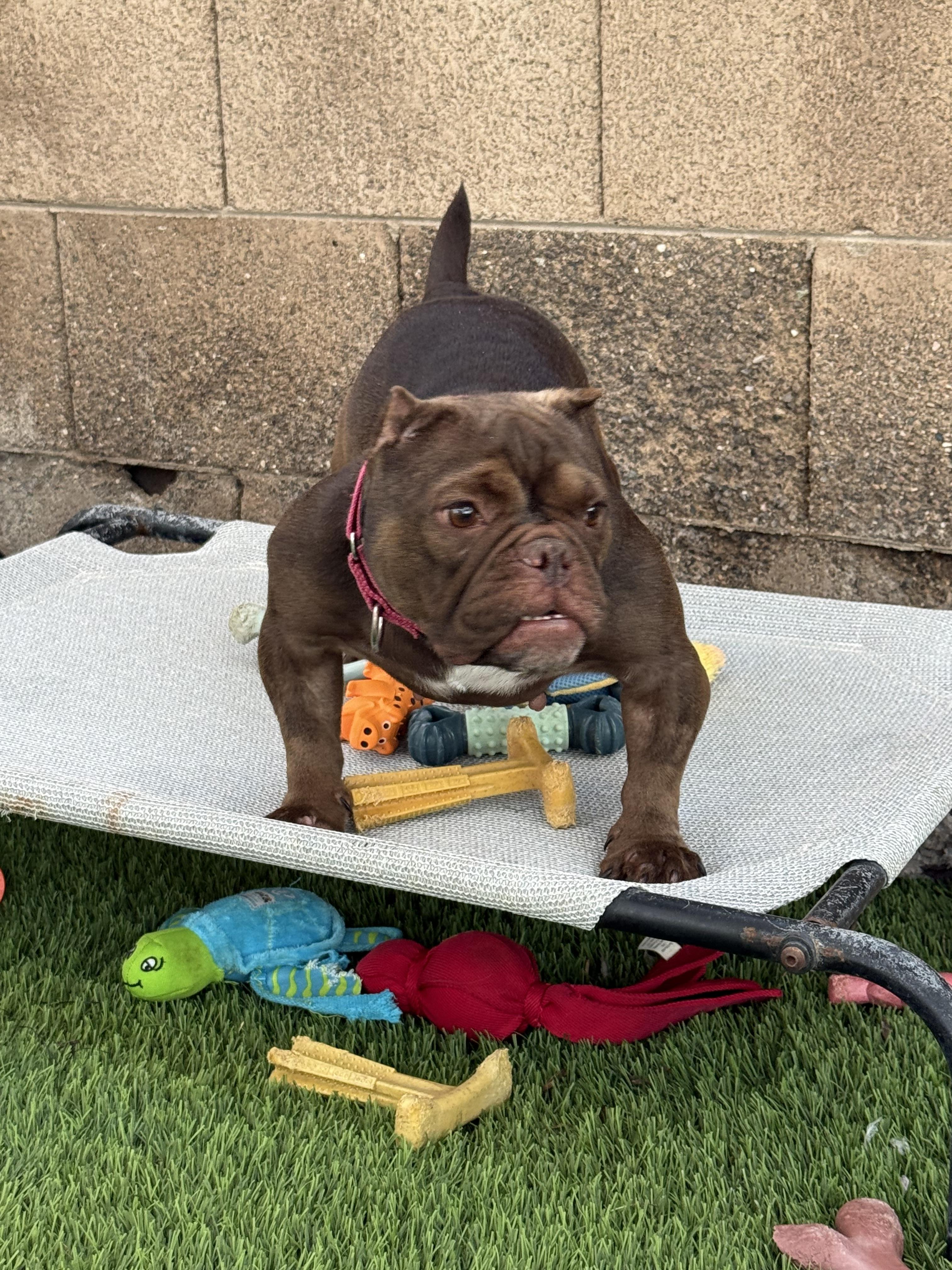 Enlarge Truffle, a Adoptable English Bulldog in Mesa, AZ image 6/6