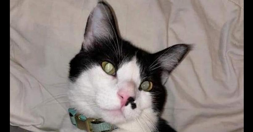 Marion's Tucker, Adoptable, Adult Male Domestic Short Hair.