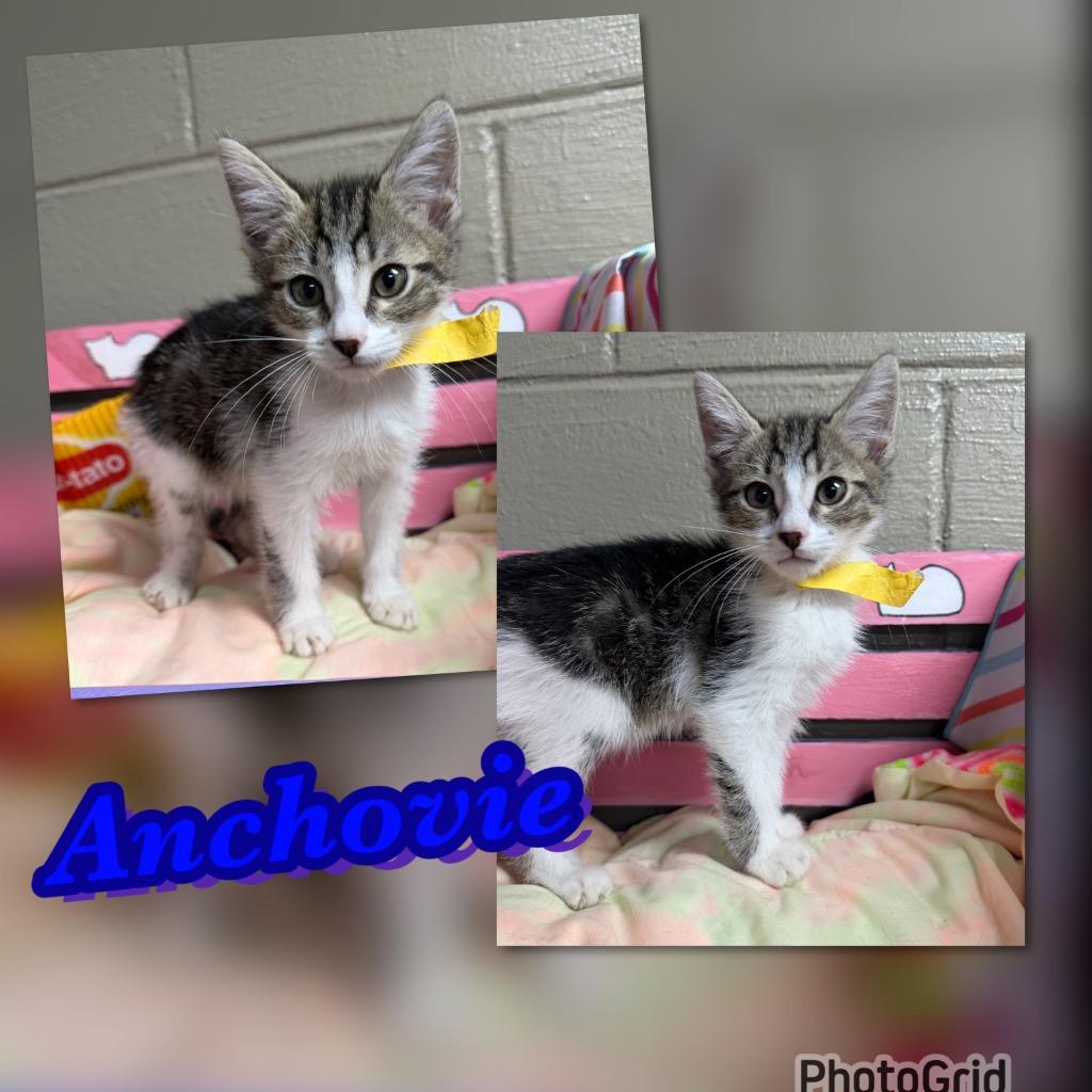 Enlarge Anchovie, a Adoptable mixed breed in Blountville, TN image 1/2