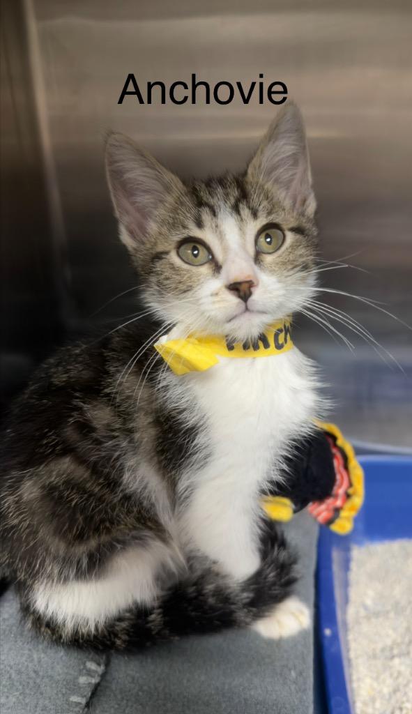 Enlarge Anchovie, a Adoptable mixed breed in Blountville, TN image 2/2