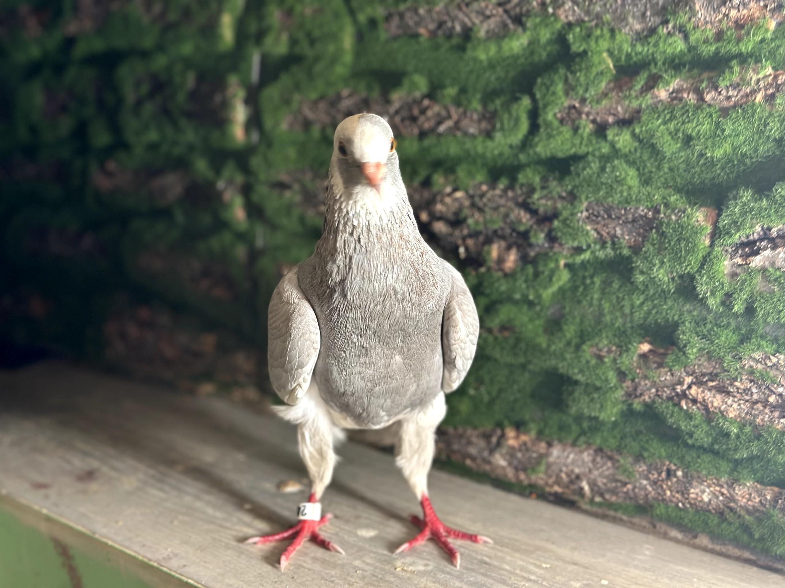 Milkway, Adoptable, Young Male Pigeon & Dove.