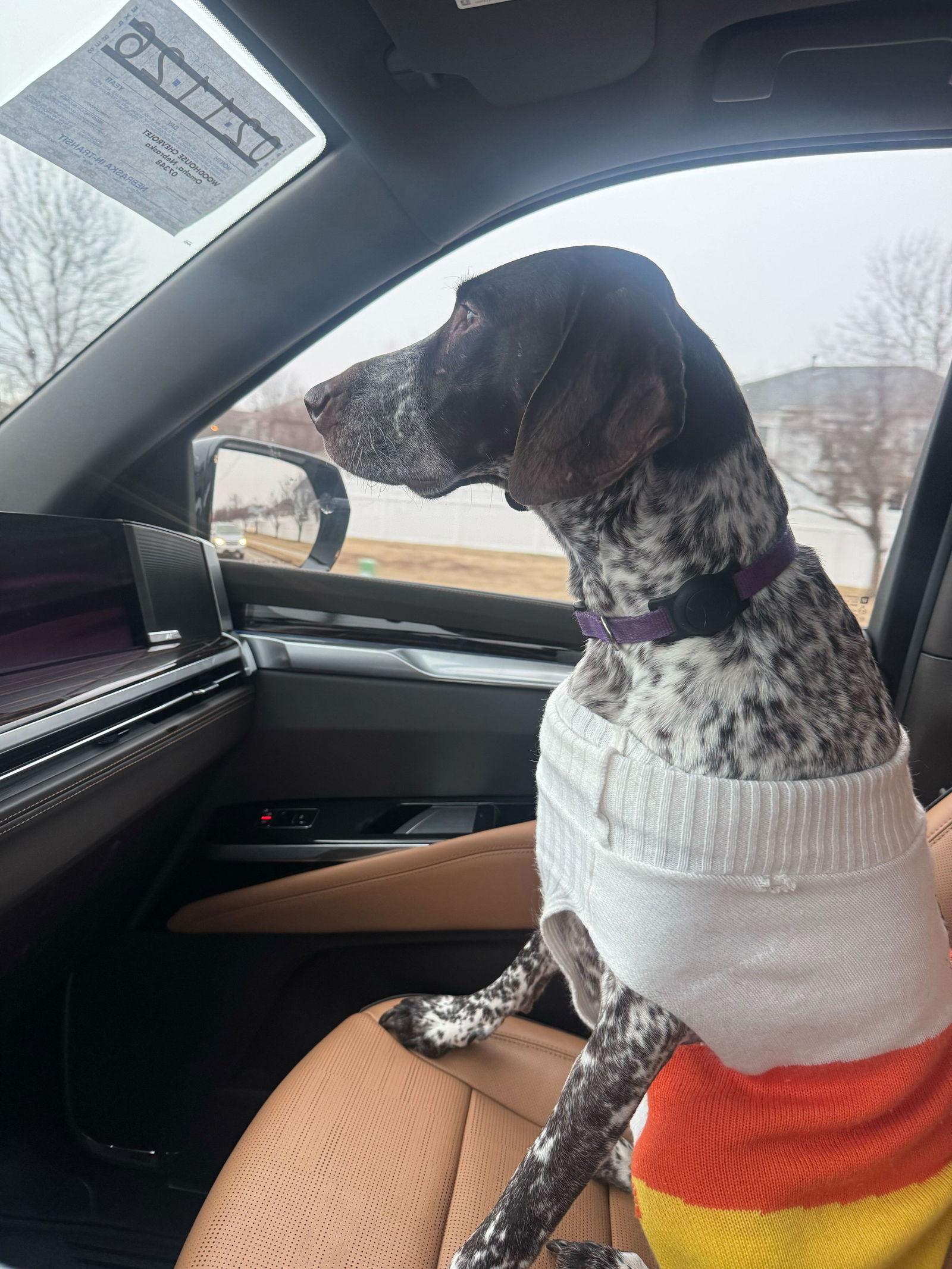 Willow, Adopted, Adult Female German Shorthaired Pointer.