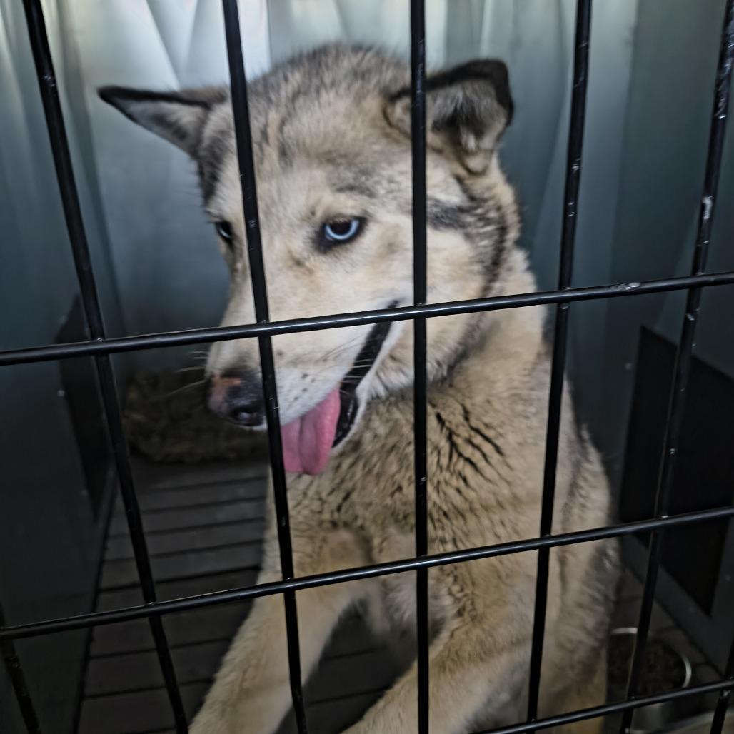 Paramore, Adoptable, Adult Female Husky.