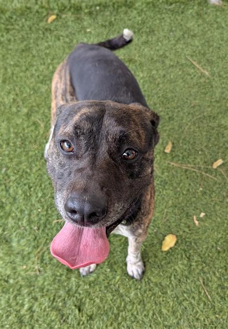 TWIX, Adoptable, Young Male Pit Bull Terrier & Mixed Breed.