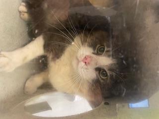 Enlarge BARN CAT OAK, a Adoptable Domestic Short Hair in Kent, WA image 1/1