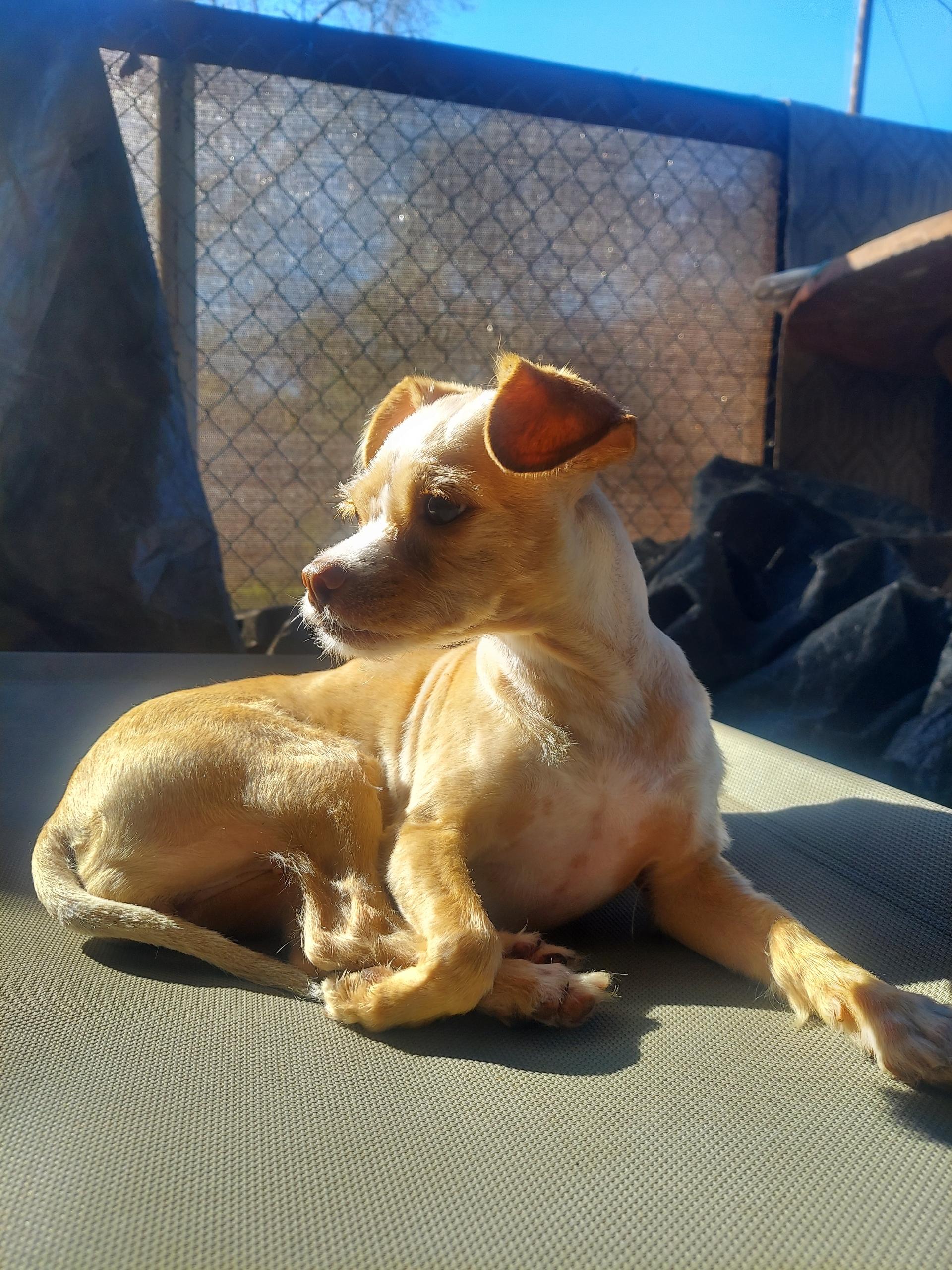Enlarge Berry, a Adoptable Chihuahua in Murrieta, CA image 1/2