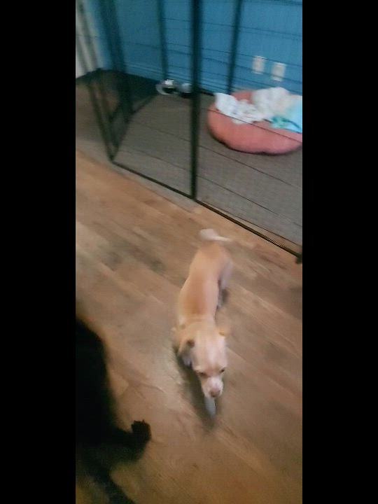 Enlarge Berry, a Adoptable Chihuahua in Murrieta, CA video 2/2