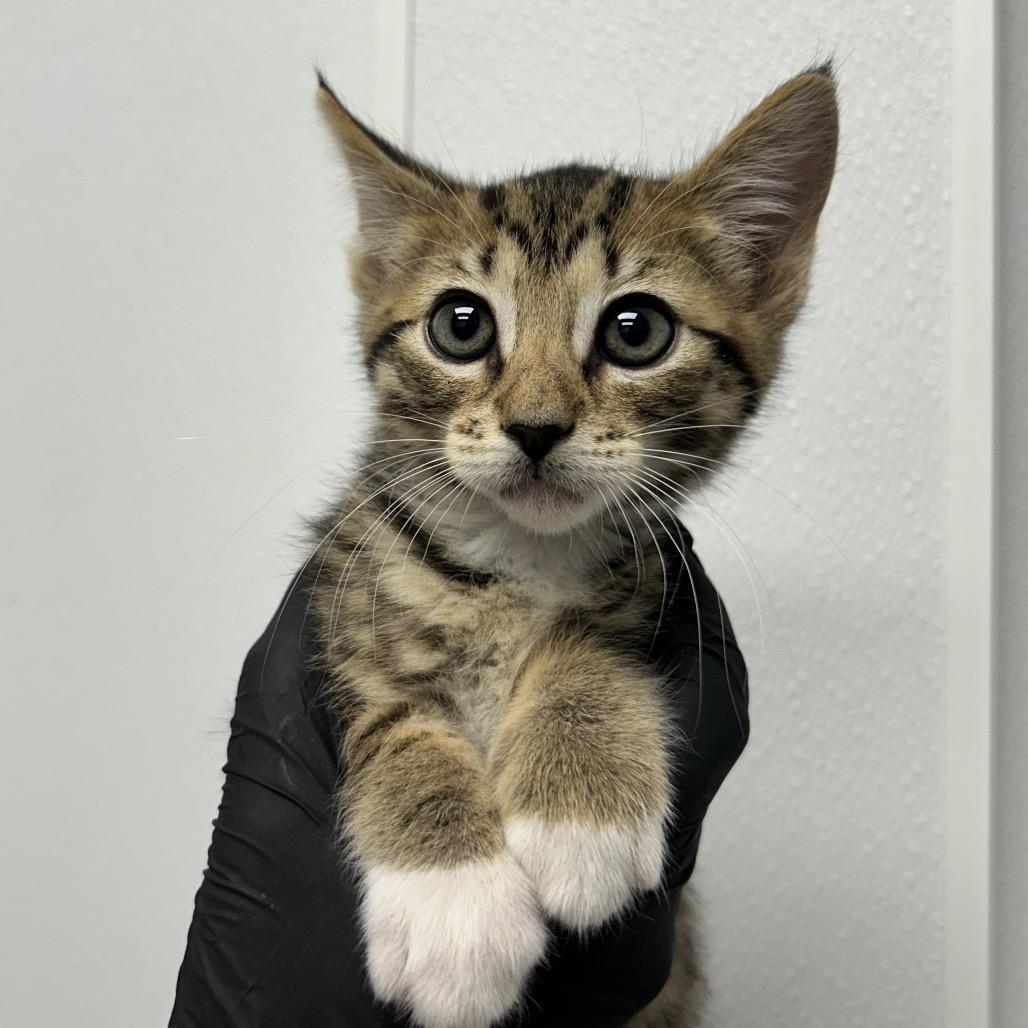 Lovely Lucy, Adoptable, Kitten Female Domestic Short Hair.