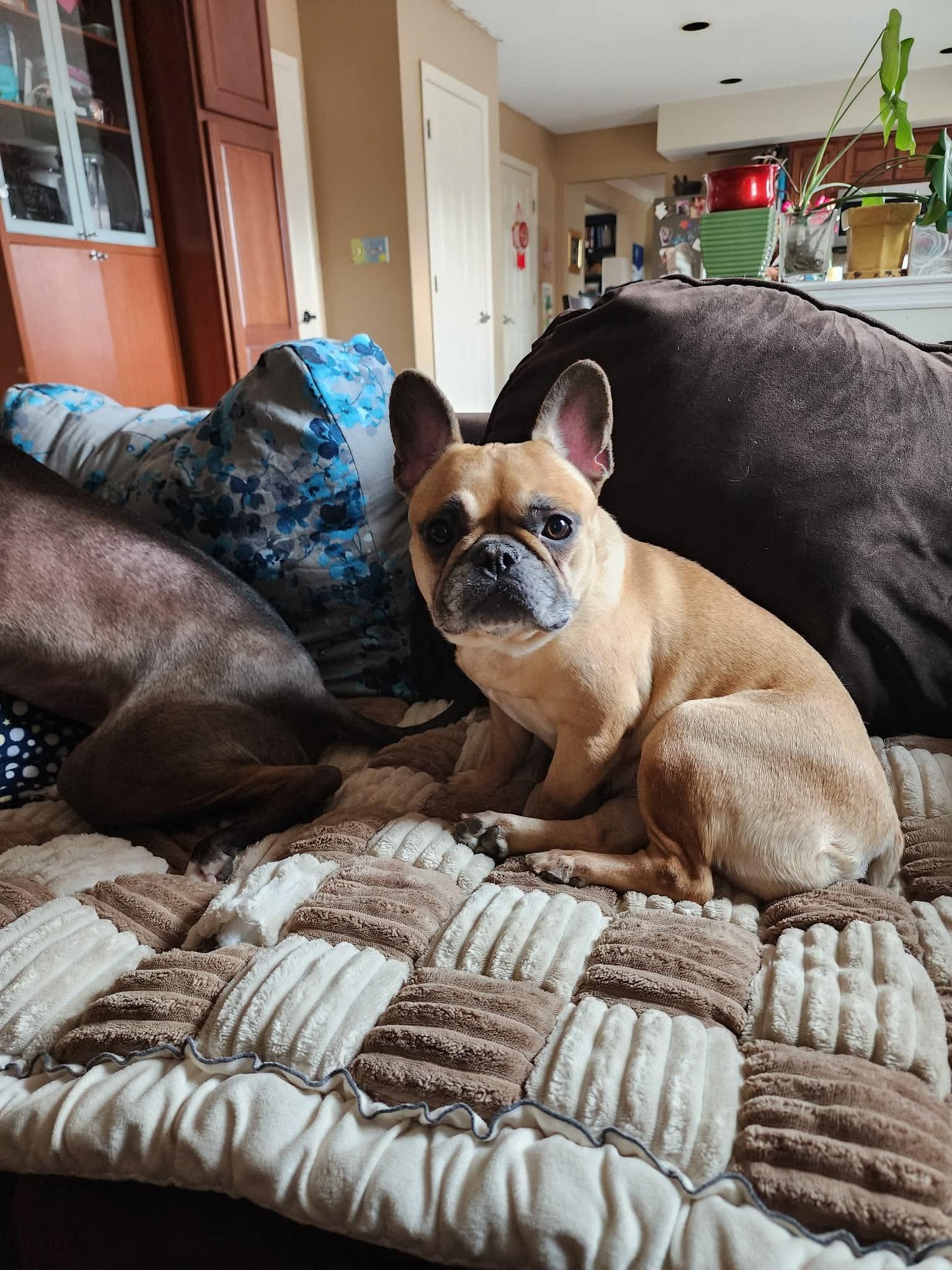 Enlarge HONEY , a ADOPTABLE French Bulldog in Media, PA image 3/5