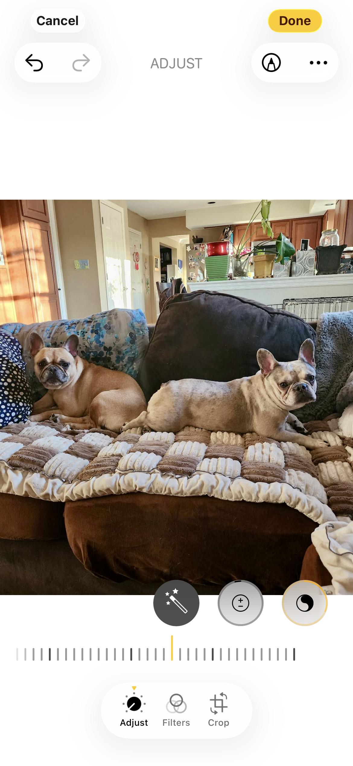 Enlarge HONEY , a ADOPTABLE French Bulldog in Media, PA image 5/5