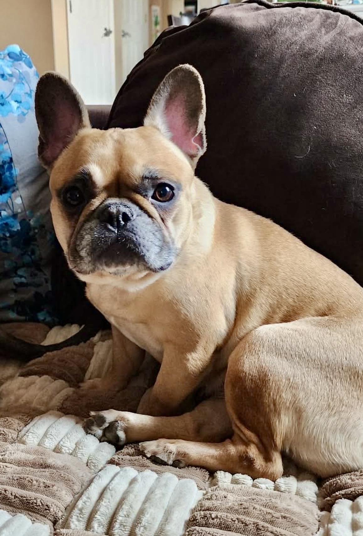 Enlarge HONEY , a ADOPTABLE French Bulldog in Media, PA image 1/5
