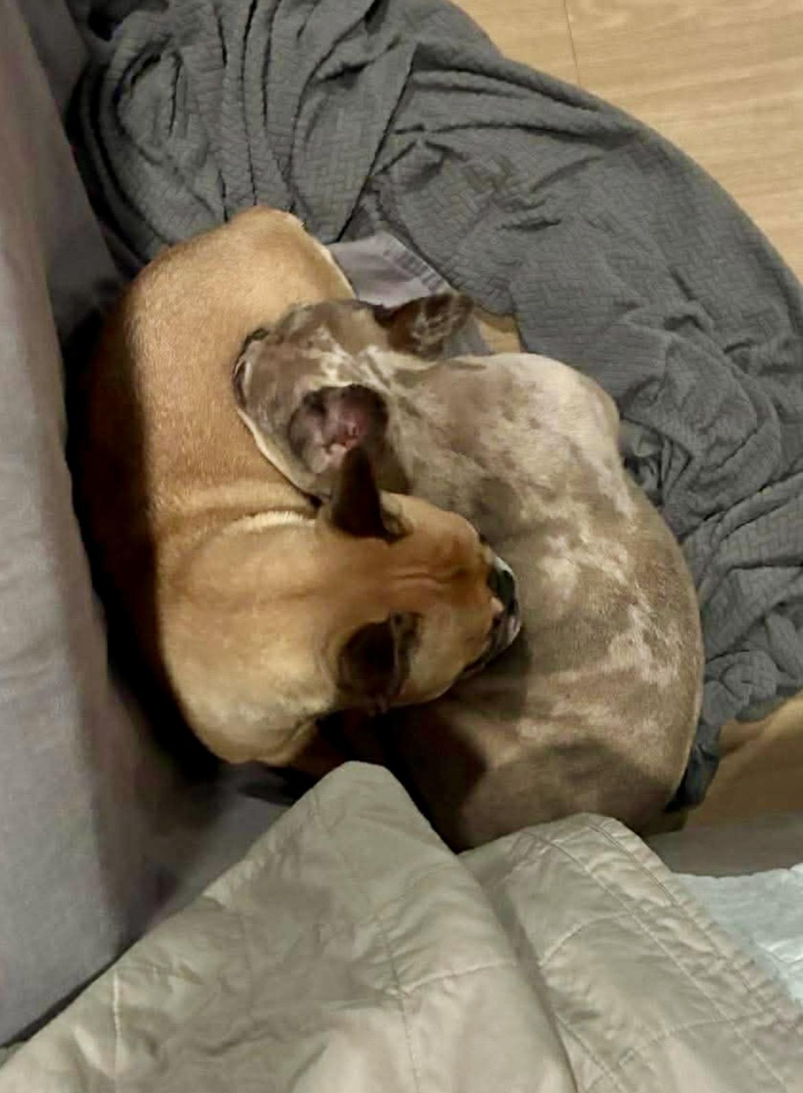 Enlarge HONEY , a ADOPTABLE French Bulldog in Media, PA image 2/5