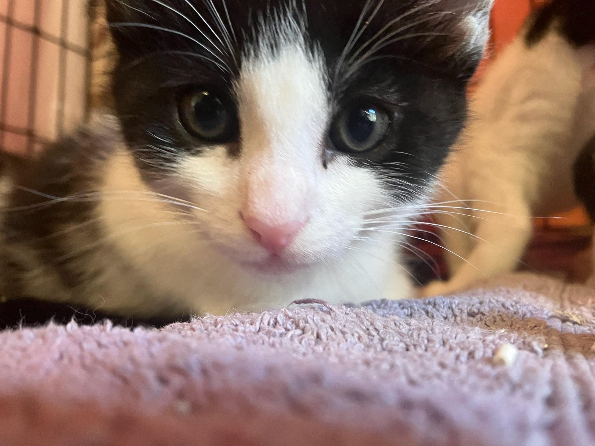 Billy - male kitten, a Adoptable Tuxedo in Santa Clara , CA image 3/4
