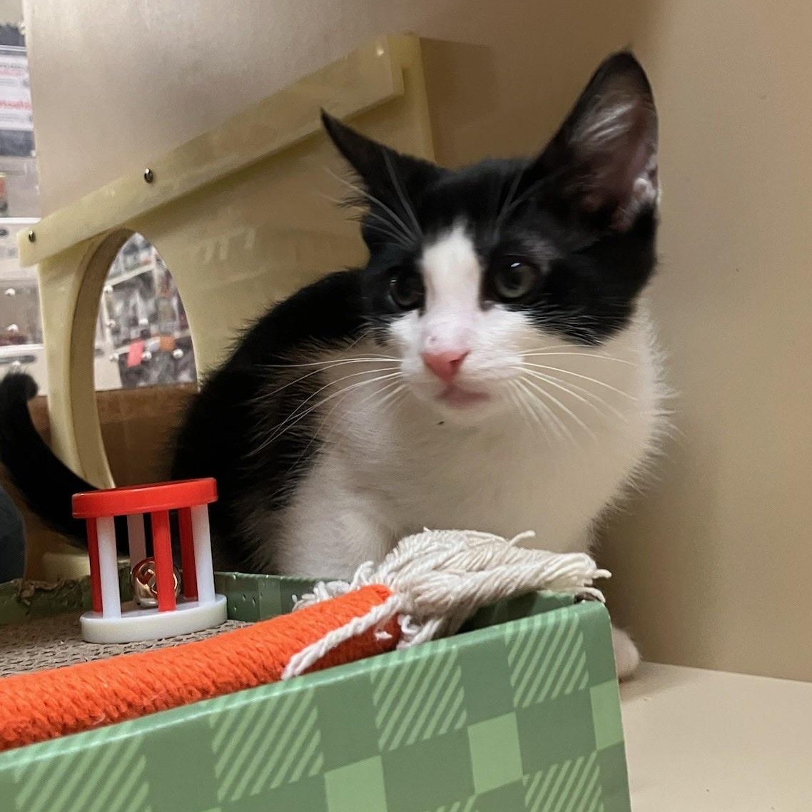 Billy - male kitten, Adoptable, Young Male Tuxedo.