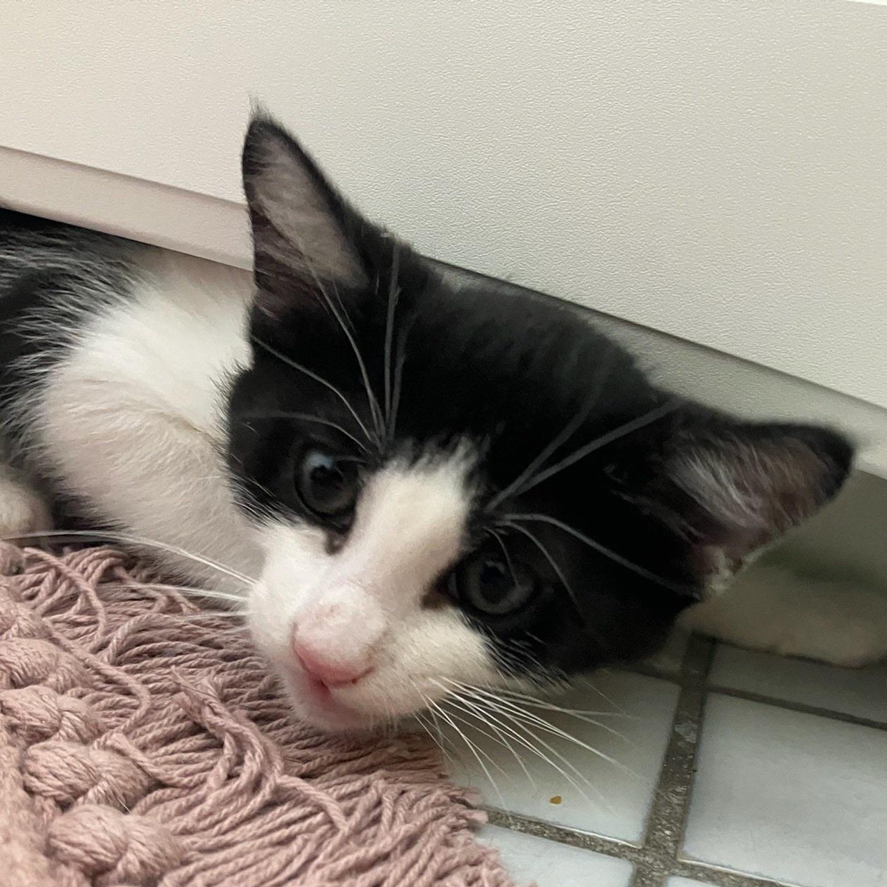 Billy - male kitten, a Adoptable Tuxedo in Santa Clara , CA image 4/4