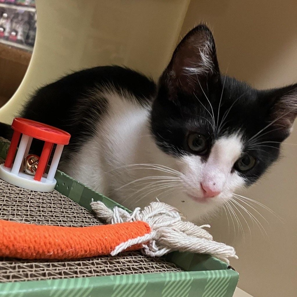 Billy - male kitten, a Adoptable Tuxedo in Santa Clara , CA image 2/4