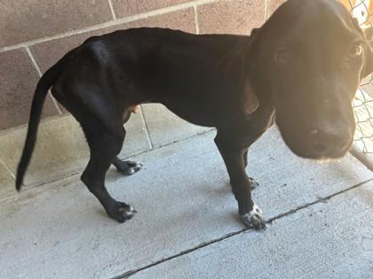 Fisher, Adoptable, Young Male Pointer & Mixed Breed.